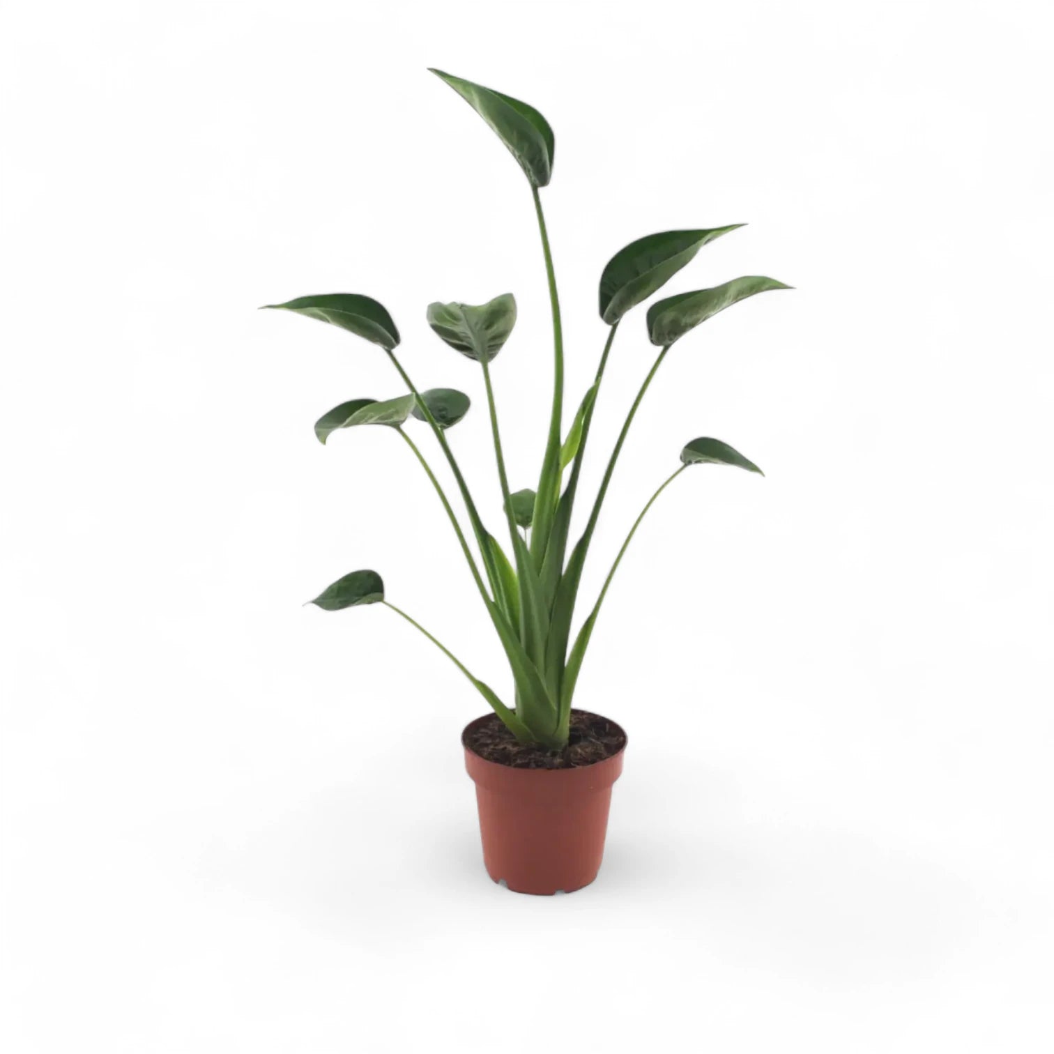 Alocasia 'Tiny Dancers' – Zimmerpflanze im Kulturtopf auf weißem Hintergrund, Produktfoto 3.