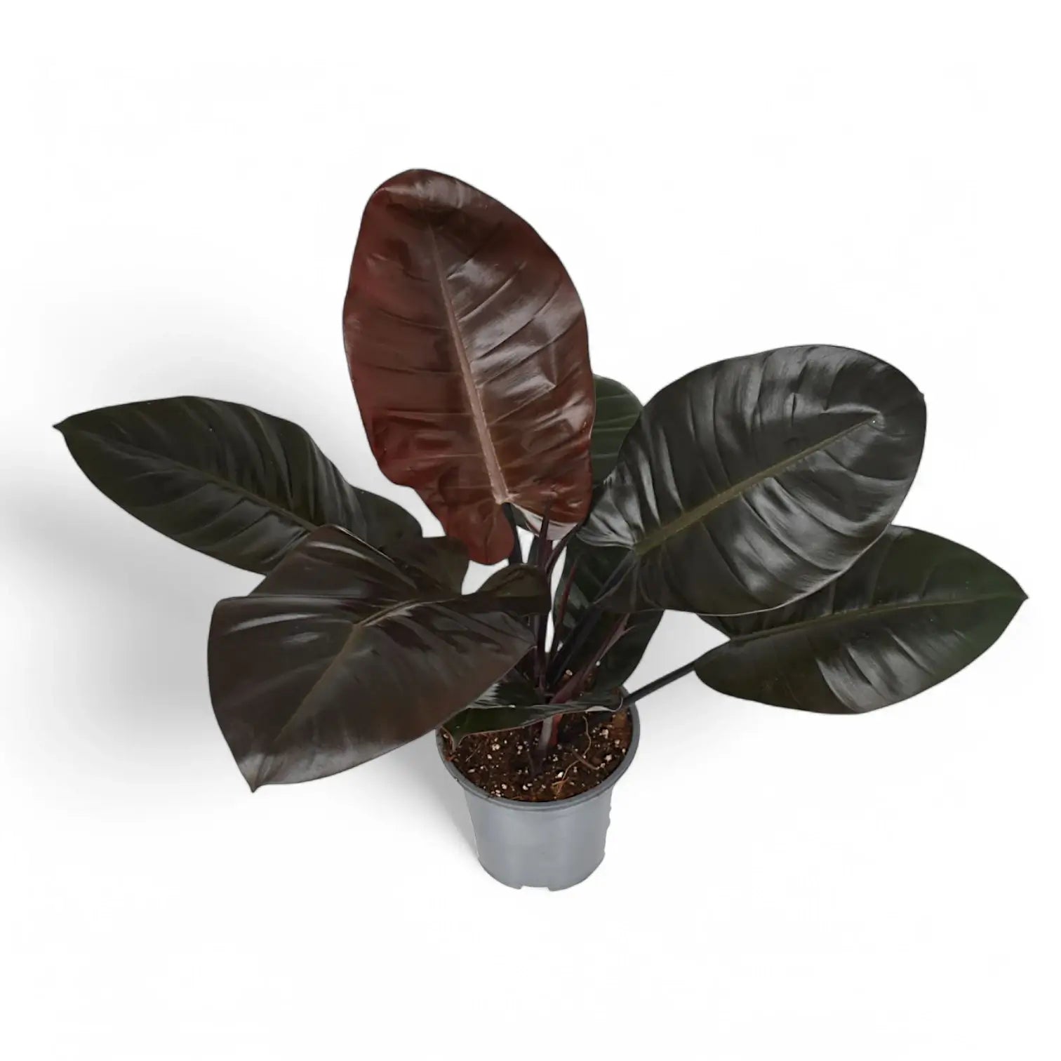 Philodendron 'Black Cardinal' – Zimmerpflanze im Kulturtopf auf weißem Hintergrund, Produktfoto 2.