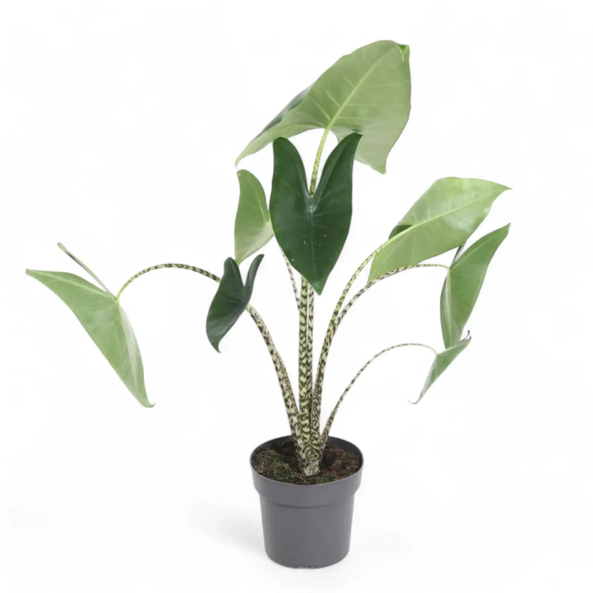 Alocasia zebrina potted houseplant in nursery pot on white background, product photo 6.