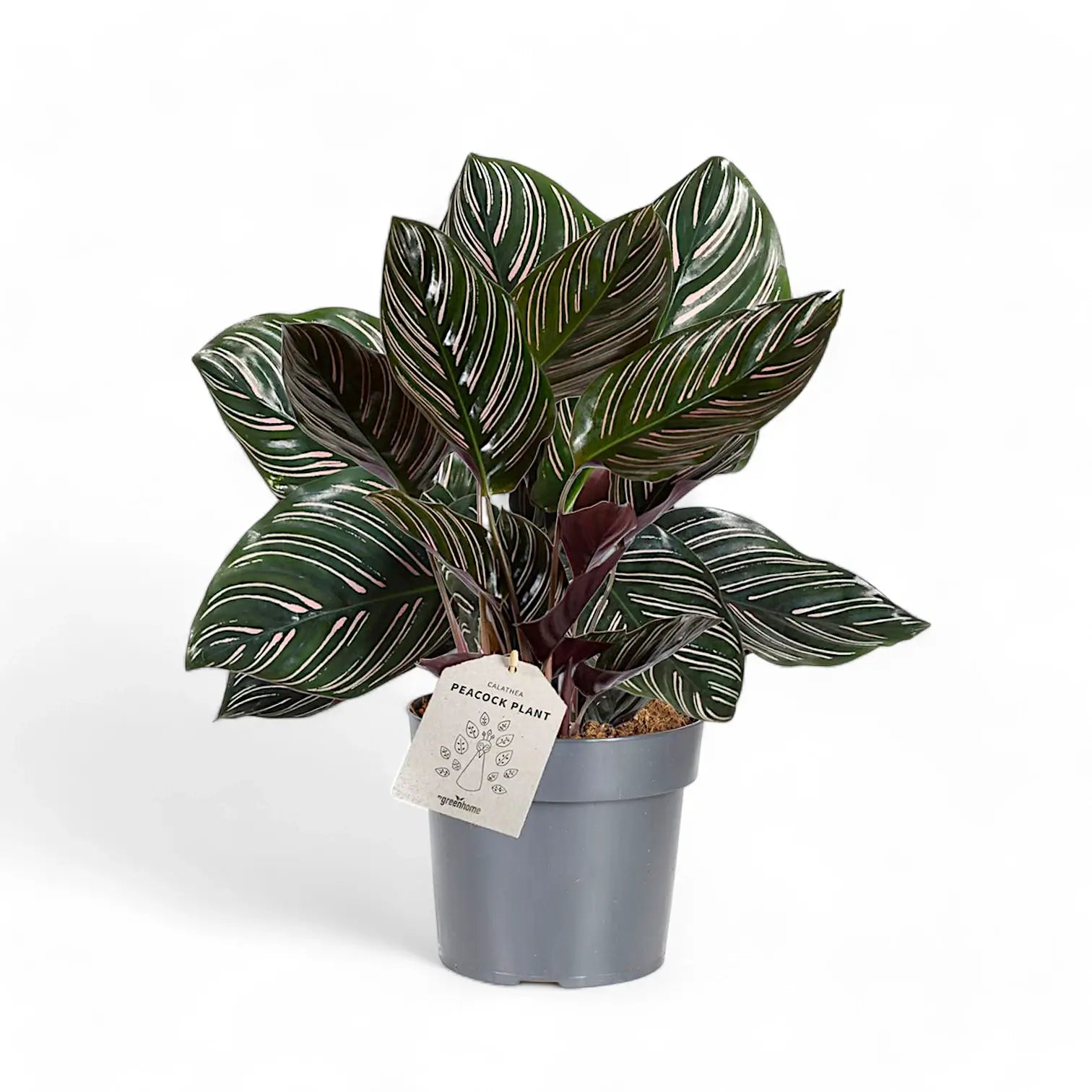 Goeppertia (Calathea) ornata – Topfpflanze im Kulturtopf vor weißem Hintergrund, Produktfoto 7.