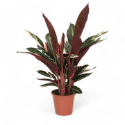 Stromanthe thalia 'Triostar' potted houseplant in nursery pot on white background, product photo 8.