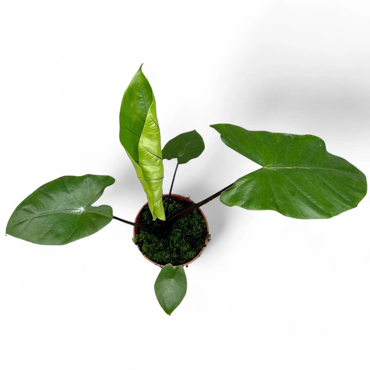 Alocasia macrorrhizos 'Black stem' potted houseplant in nursery pot on white background, product photo 5.