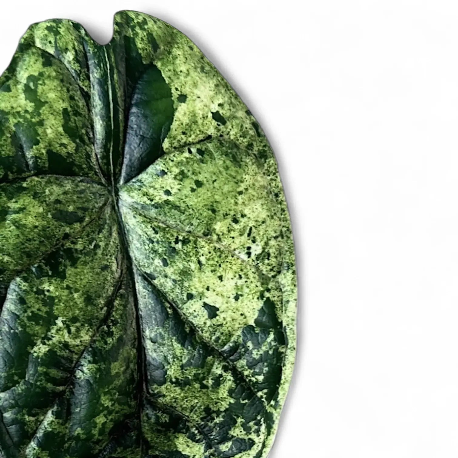 Alocasia baginda 'Dragon scale' Mint Variegata – Zimmerpflanze im Kulturtopf auf weißem Hintergrund, Produktfoto 14.