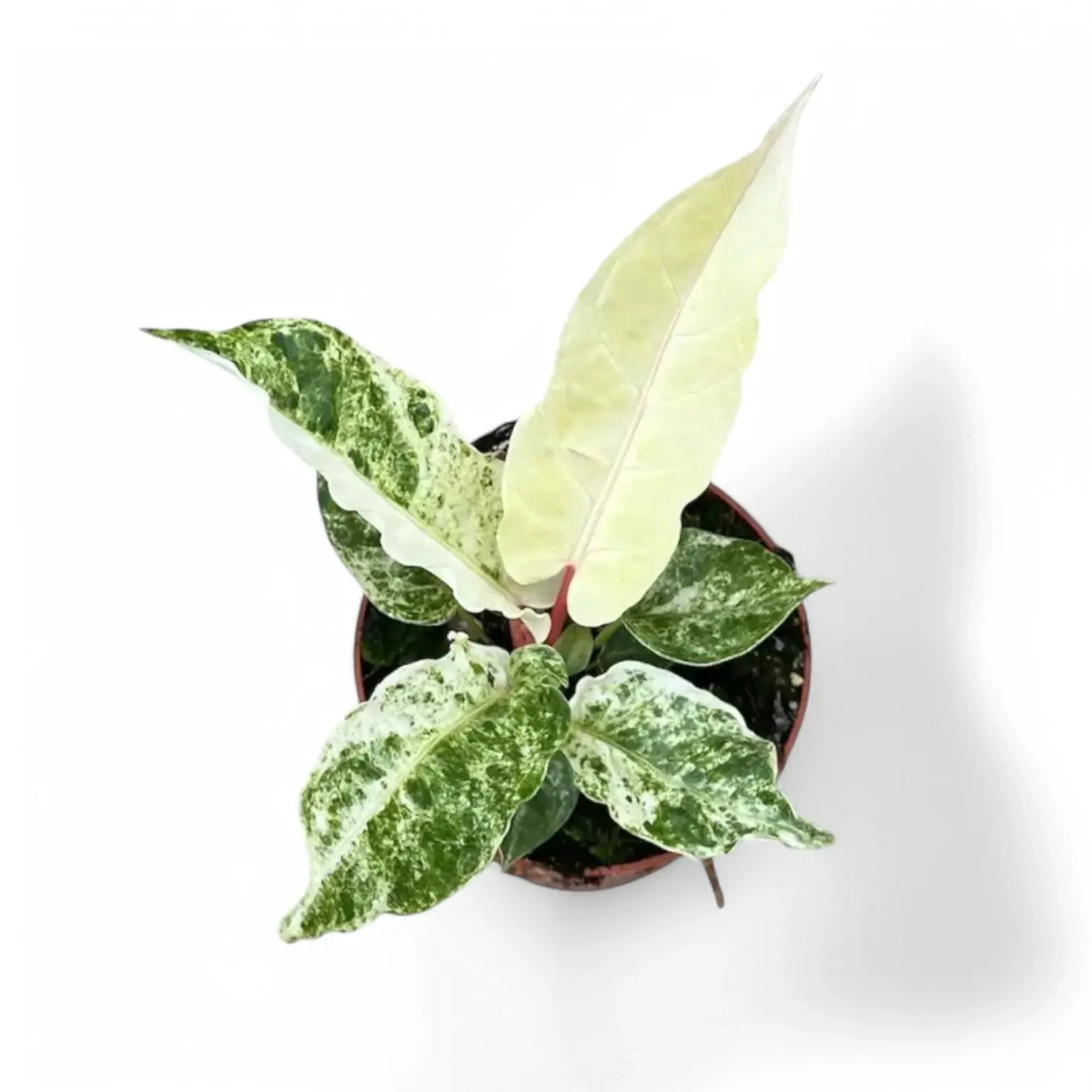 Anthurium bonplandii variegata – Topfpflanze im Kulturtopf vor weißem Hintergrund, Produktfoto 5.