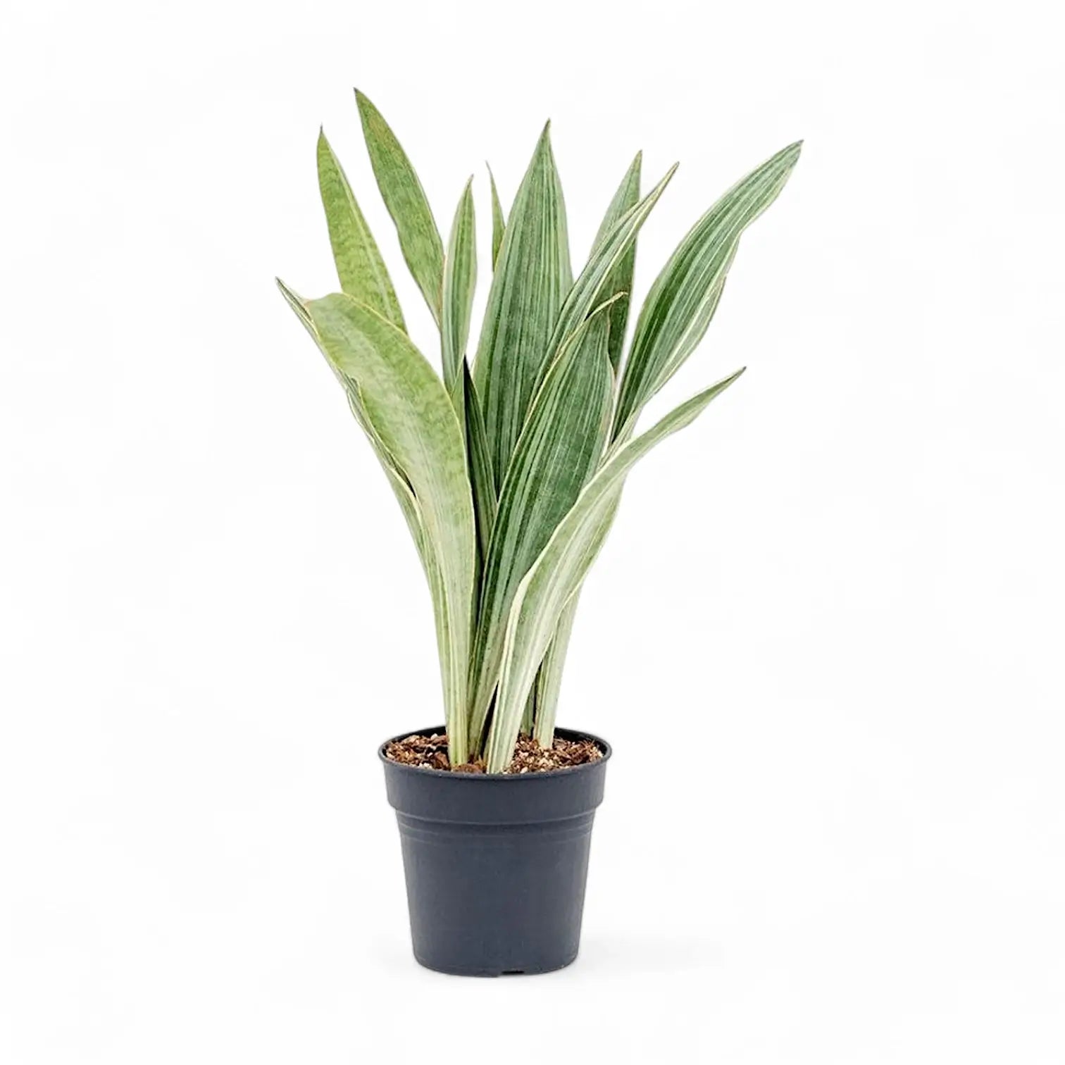 Dracaena (Sansevieria) trifasciata 'Metallica' – Topfpflanze im Kulturtopf vor weißem Hintergrund, Produktfoto 5.
