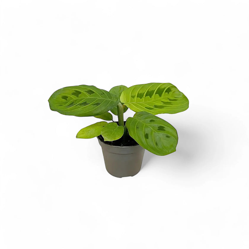 Maranta leuconeura 'Lemon Lime' potted houseplant in nursery pot on white background, product photo 2.
