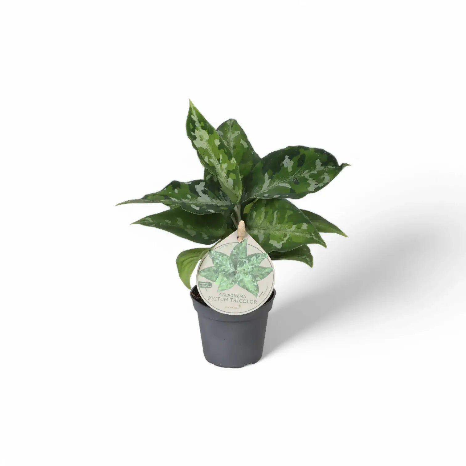 Aglaonema pictum tricolor potted houseplant in nursery pot on white background, product photo 5.