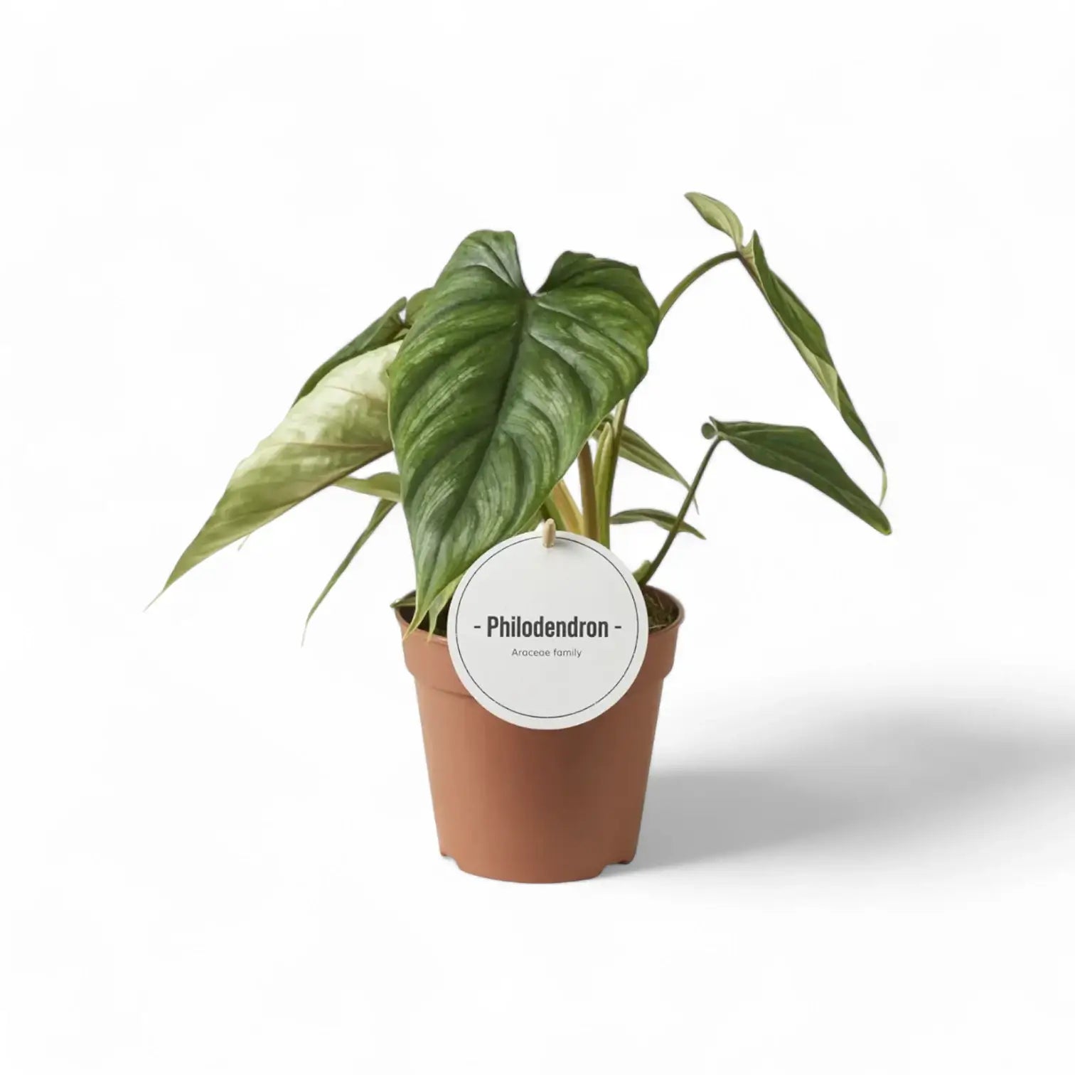 Philodendron plowmanii – Topfpflanze im Kulturtopf vor weißem Hintergrund, Produktfoto 3.