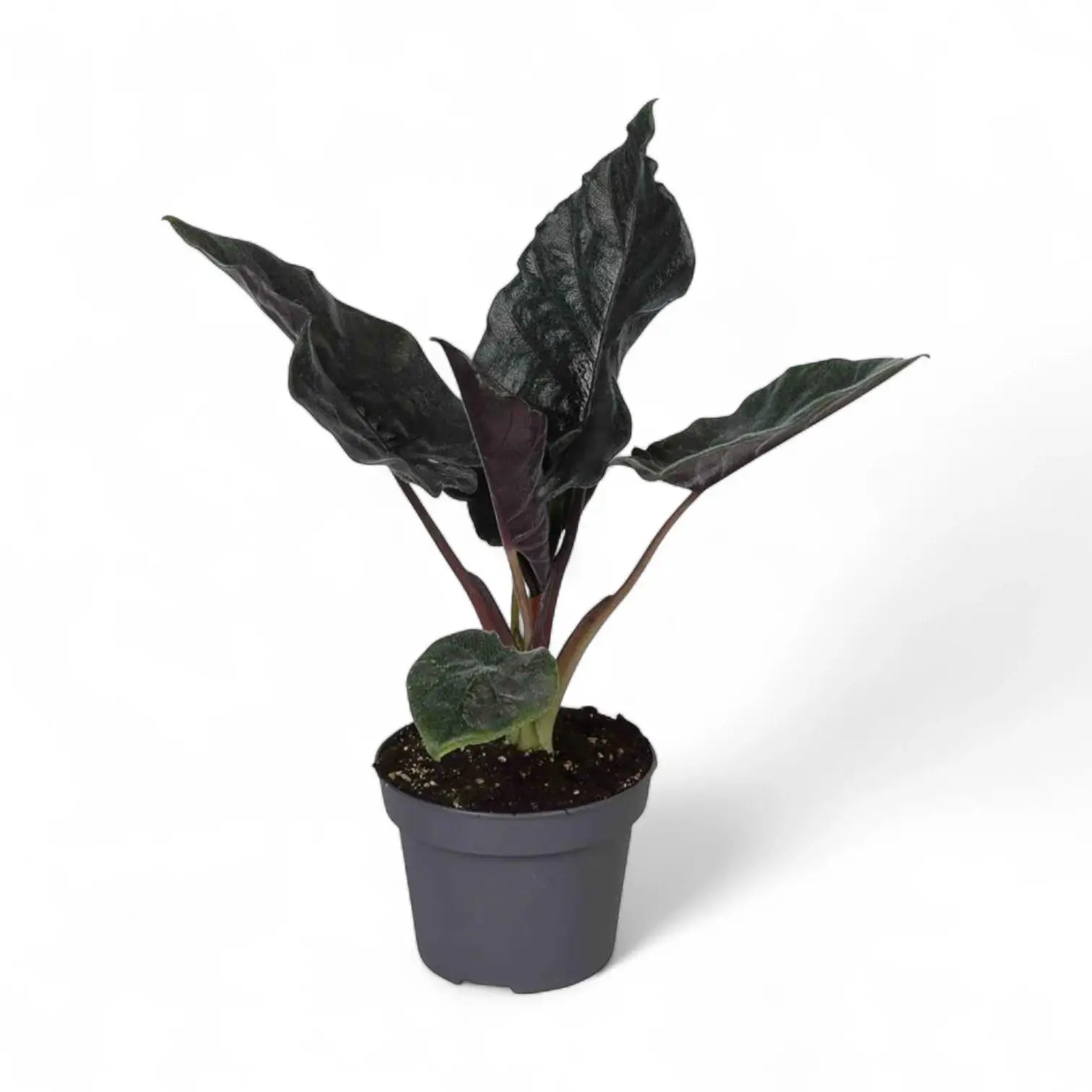 Alocasia 'Antoro velvet' potted houseplant in nursery pot on white background, product photo 7.