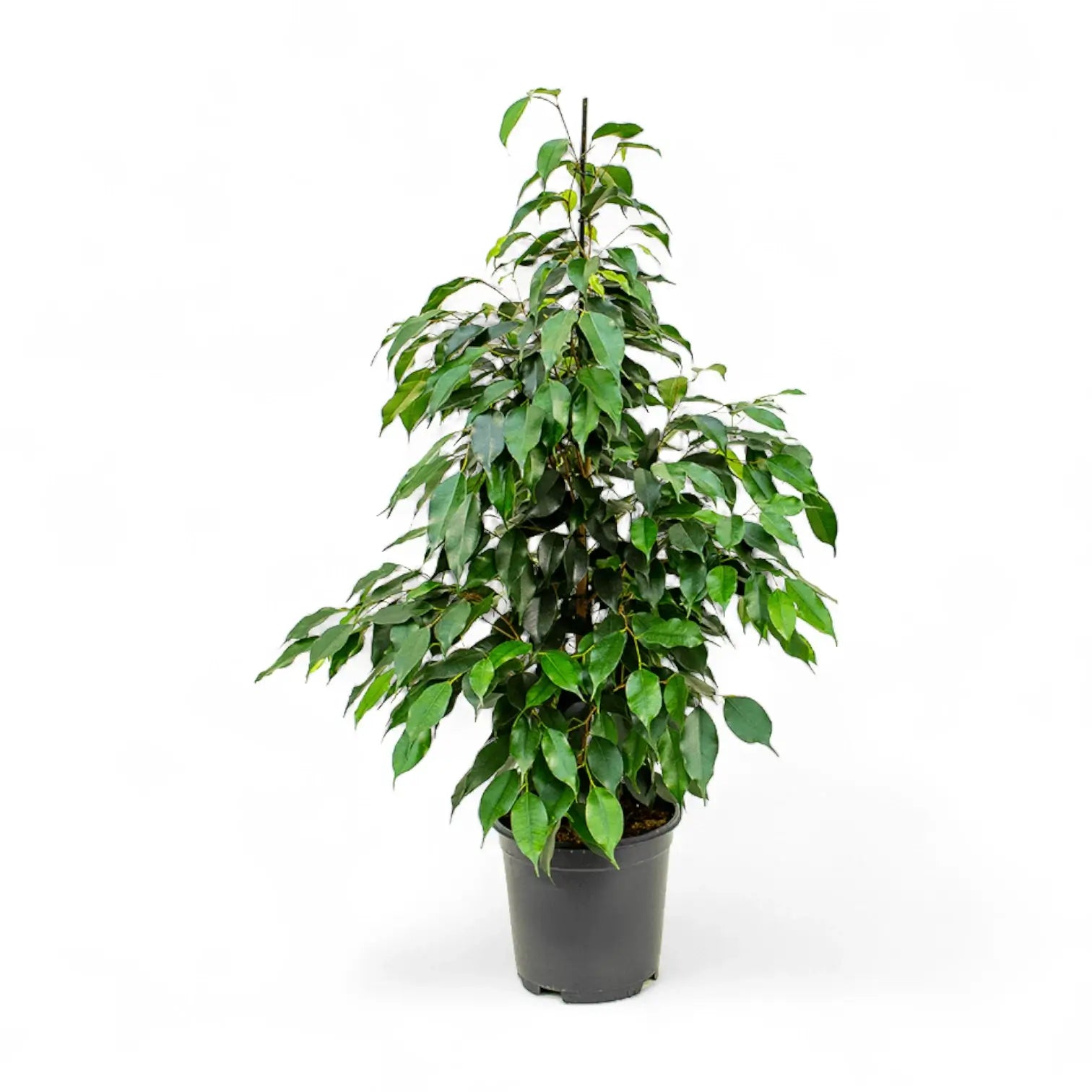 Ficus benjamina 'Danielle' potted houseplant in nursery pot on white background, product photo 2.