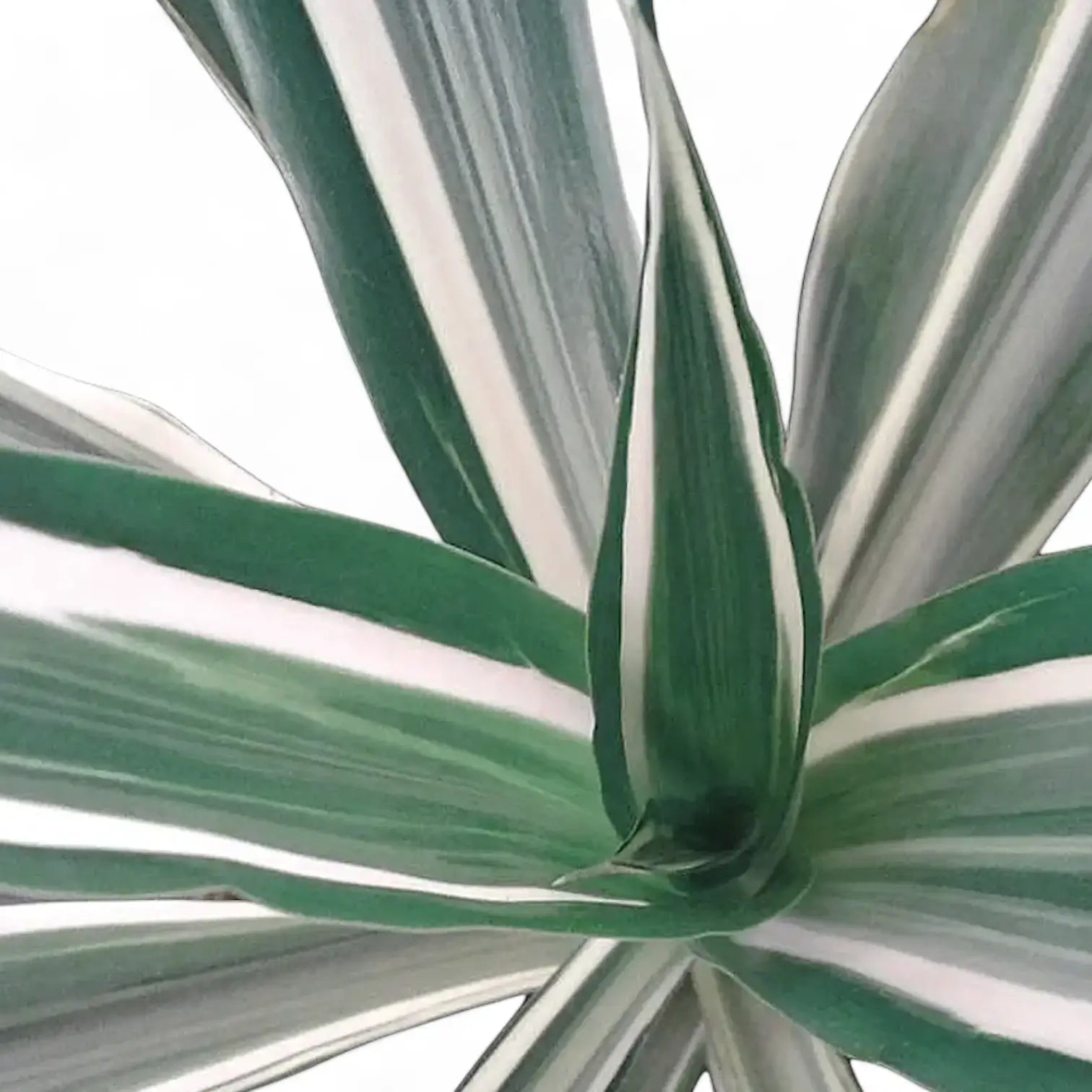 Nahaufnahme eines Blatts von Dracaena fragrans ‘Warneckii’ vor weißem Hintergrund.