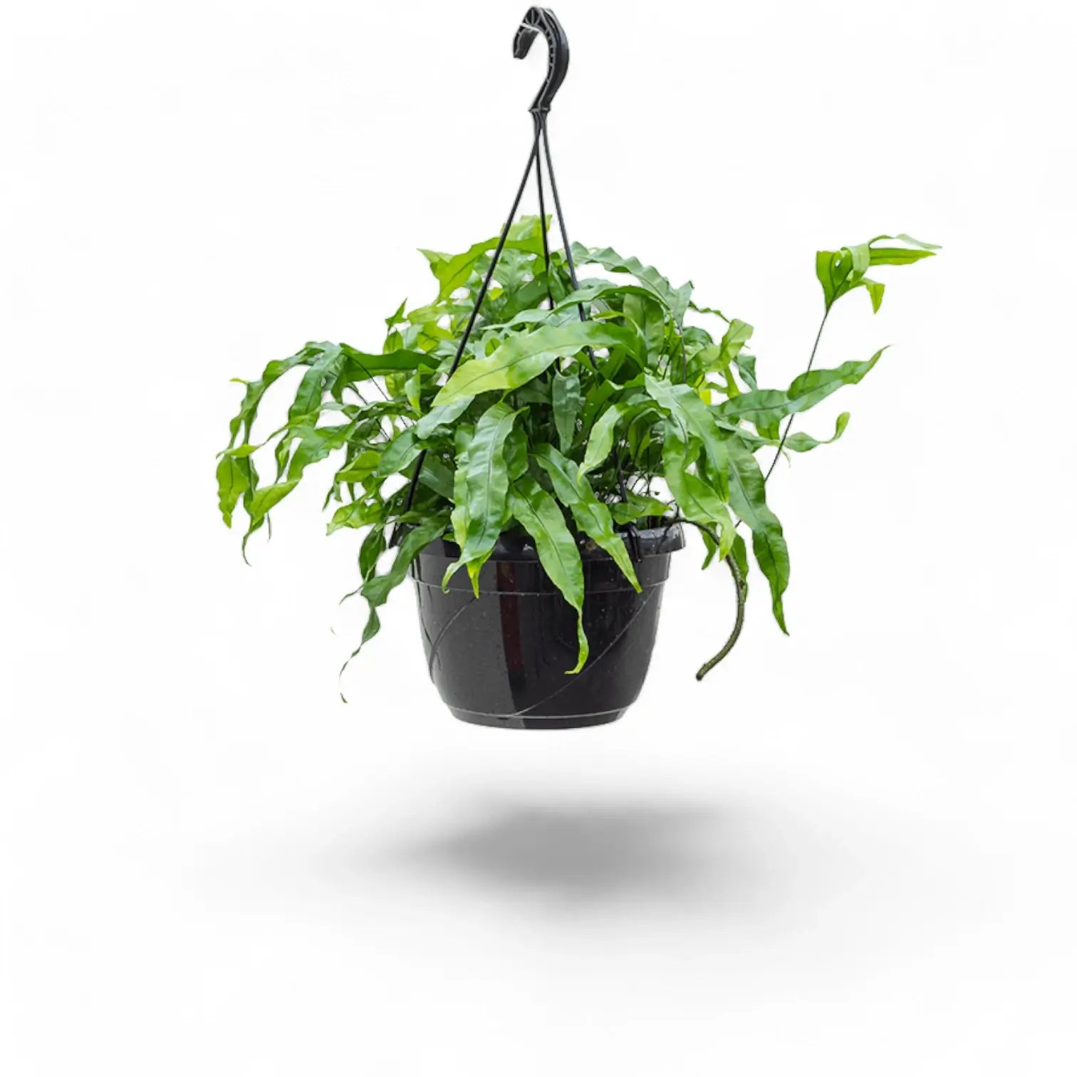 Lecanopteris pustulata – Zimmerpflanze im Kulturtopf auf weißem Hintergrund, Produktfoto 4.