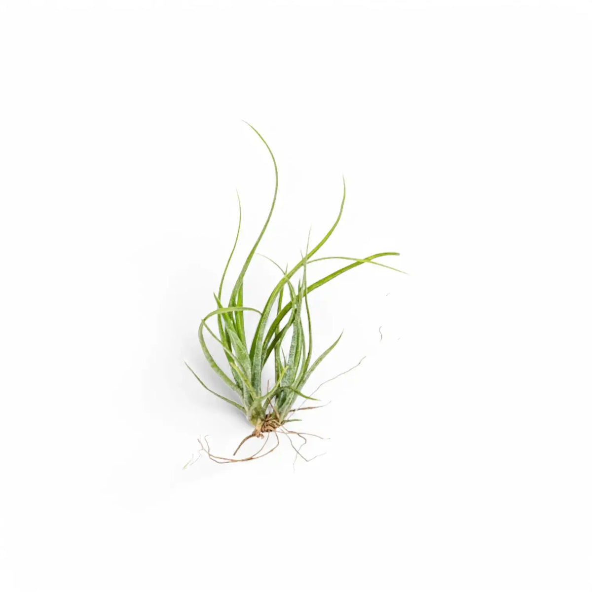 Tillandsia Air Plants