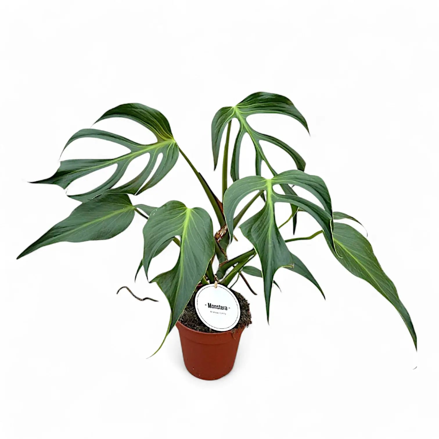 Monstera 'Burle Marx's Flame' potted houseplant in nursery pot on white background, product photo 4.