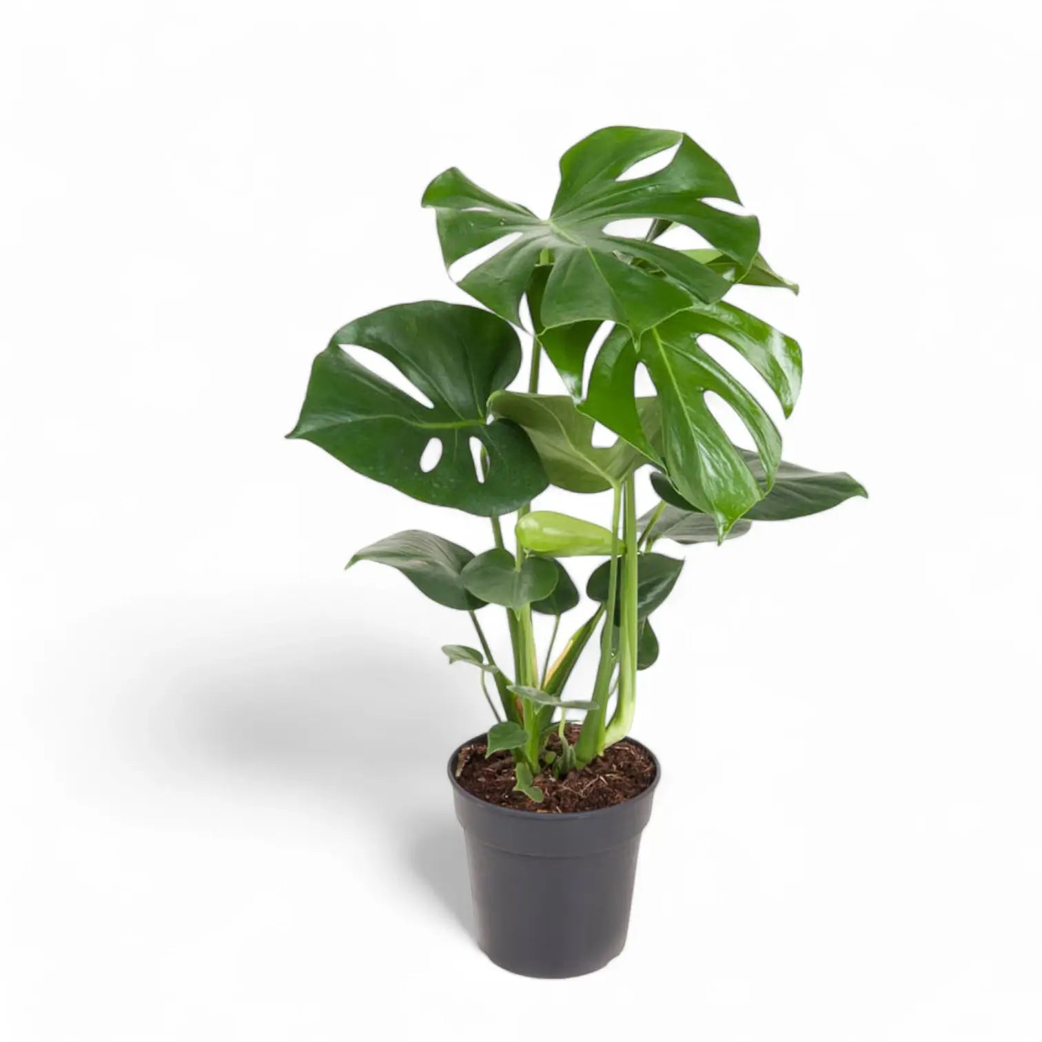 Monstera deliciosa – Zimmerpflanze im Kulturtopf auf weißem Hintergrund, Produktfoto 11.