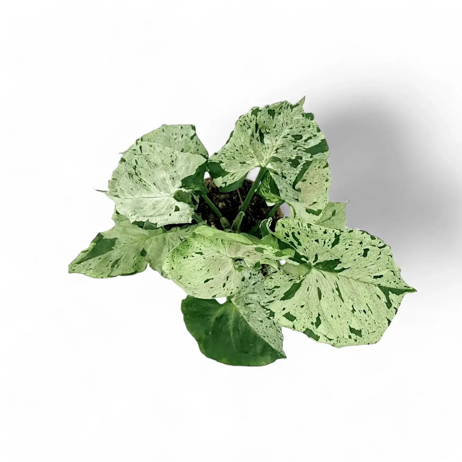 Syngonium podophyllum 'Green Splash' ('Grey Ghost') potted houseplant in nursery pot on white background, product photo 5.