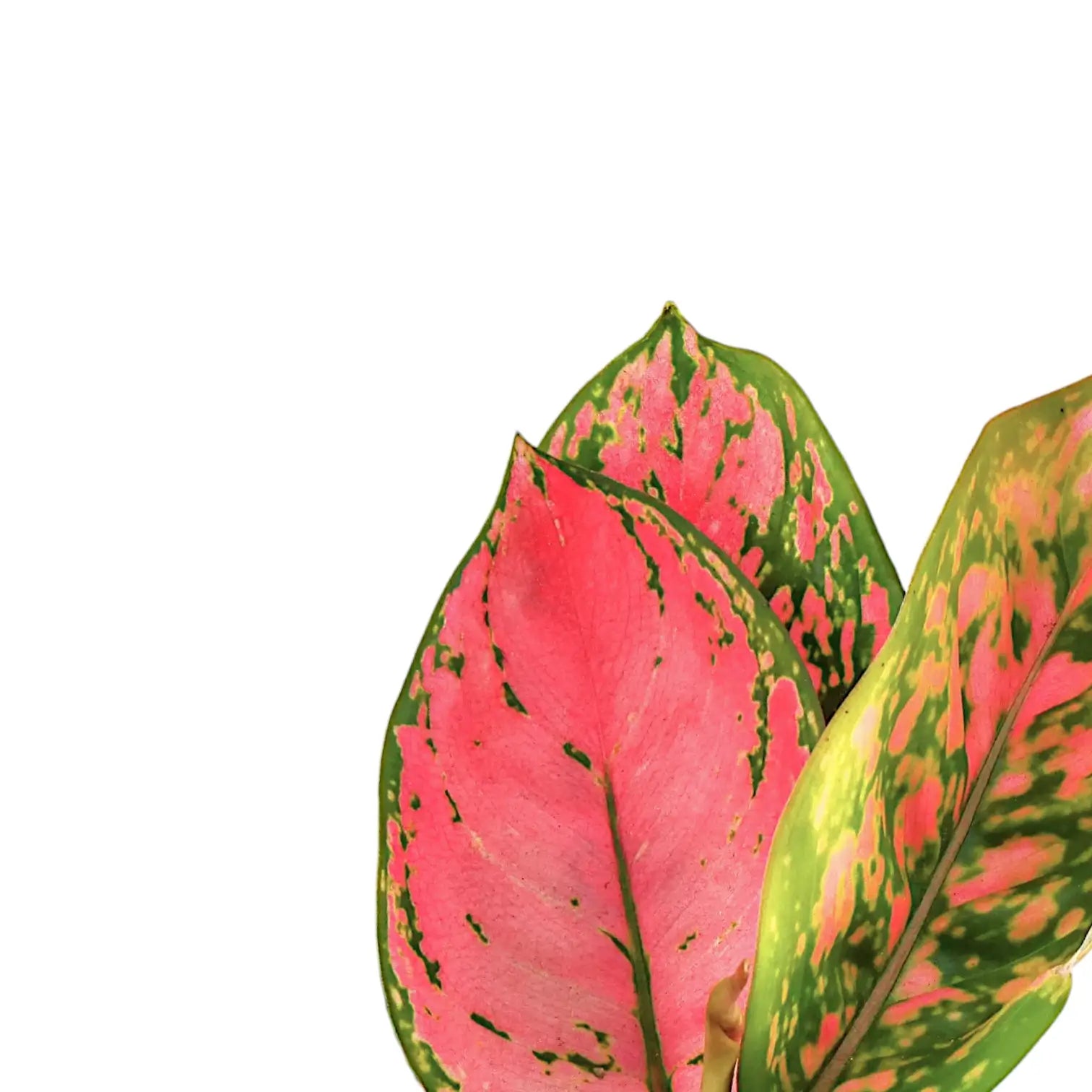 Nahaufnahme eines Blatts von Aglaonema 'Red Zircon' vor weiĂźem Hintergrund.