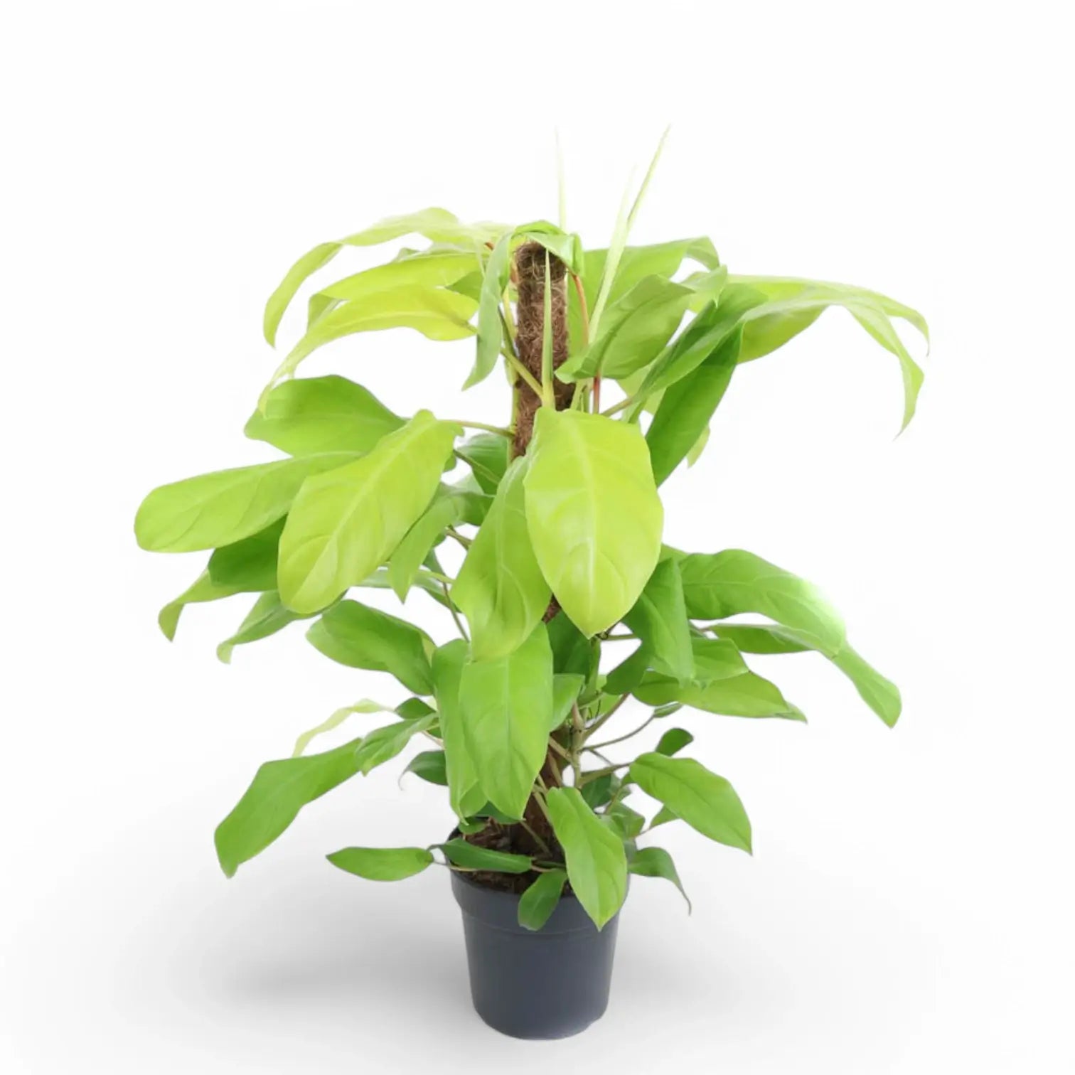 Philodendron 'Malay Gold' potted houseplant in nursery pot on white background, product photo 6.