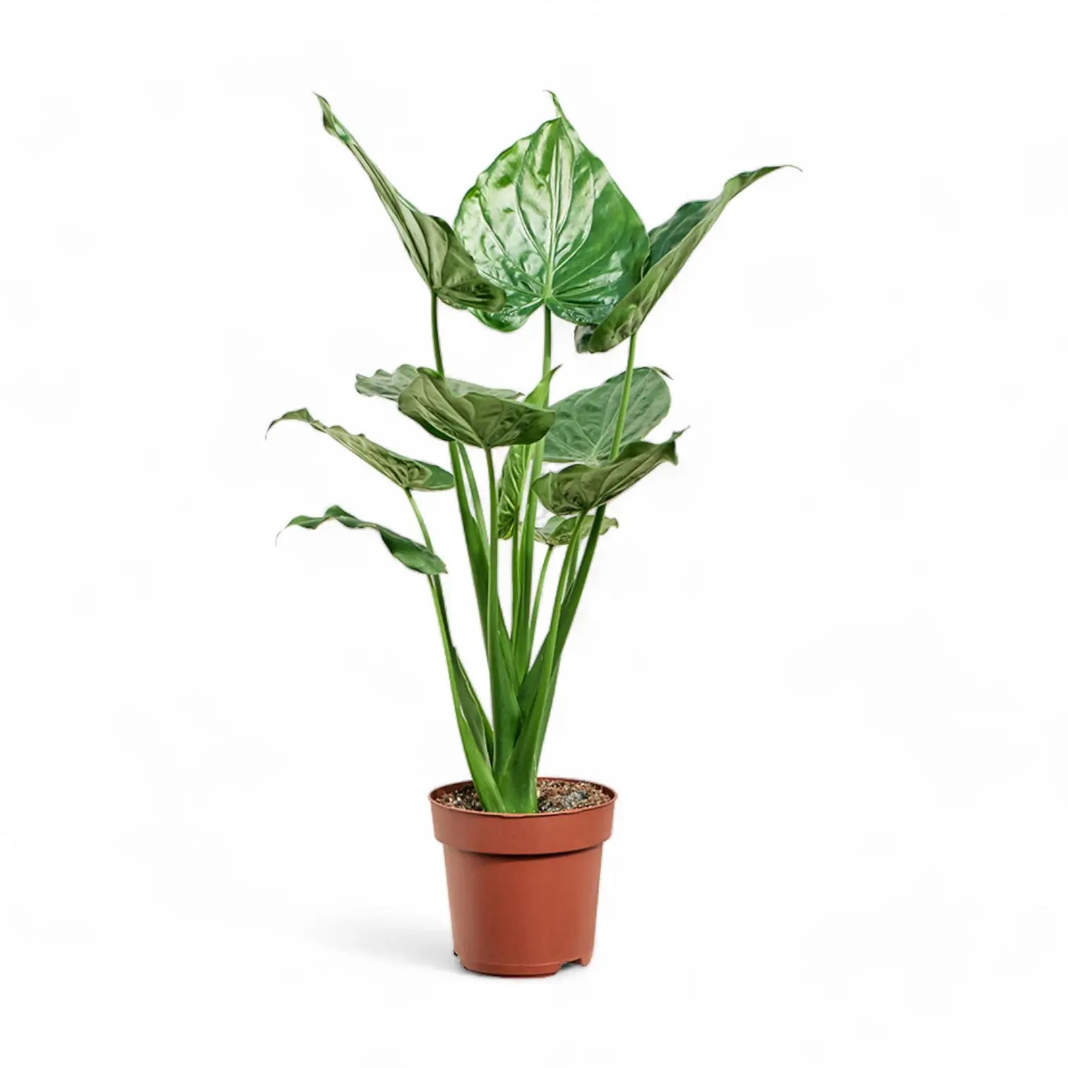 Alocasia cucullata potted houseplant in nursery pot on white background, product photo 8.
