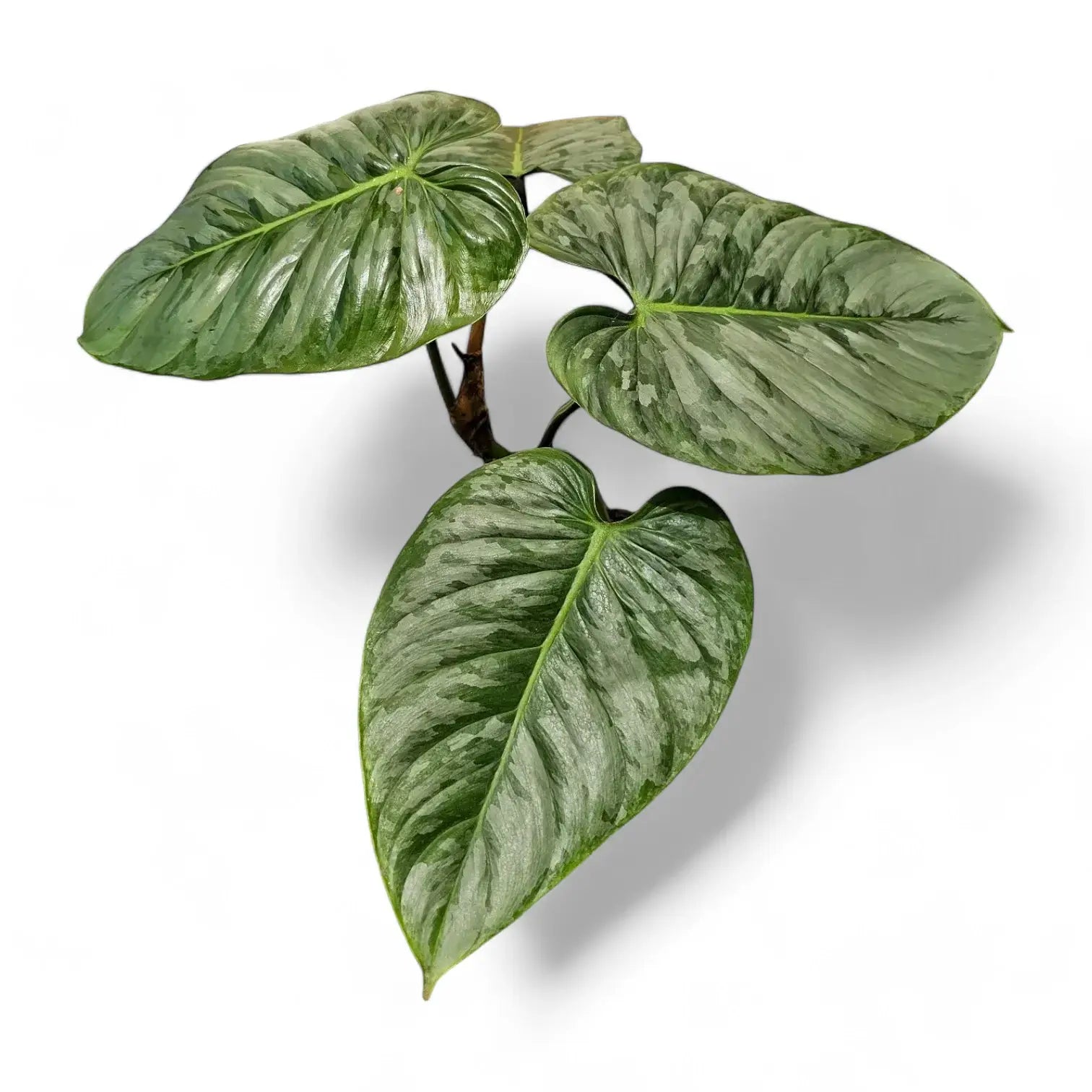 Philodendron sodiroi potted houseplant in nursery pot on white background, product photo 8.