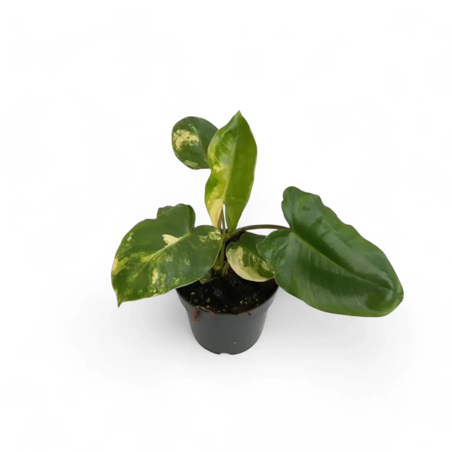 Philodendron 'Burle Marx' variegata potted houseplant in nursery pot on white background, product photo 3.