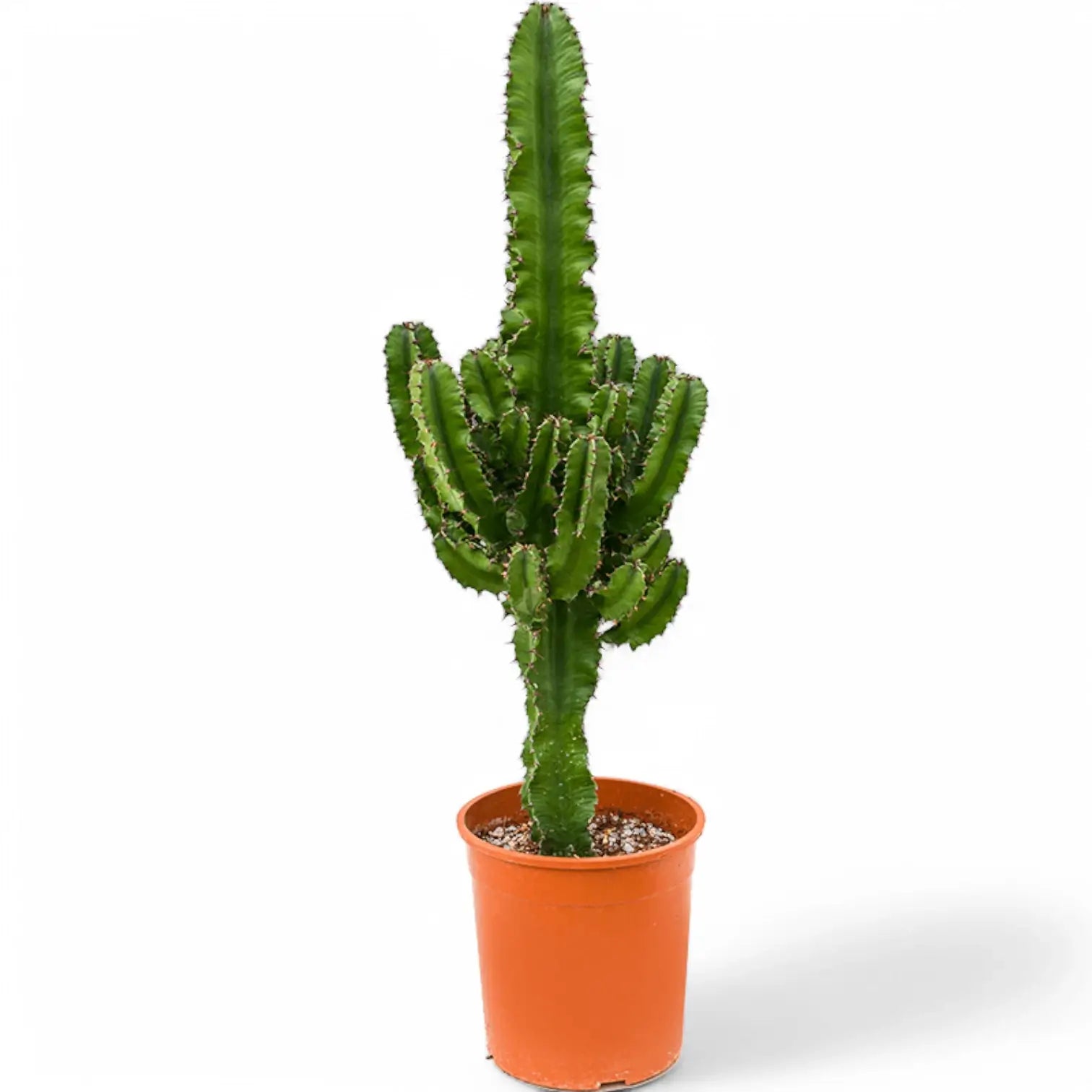 Euphorbia abyssinica var. erythraeae potted houseplant in nursery pot on white background, product photo 4.