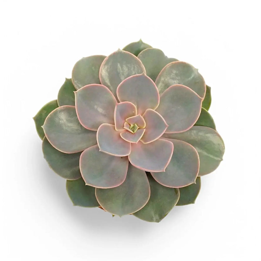 Echeveria 'Purple Pearl' aka 'Perle von Nürnberg' potted houseplant in nursery pot on white background, product photo 2.
