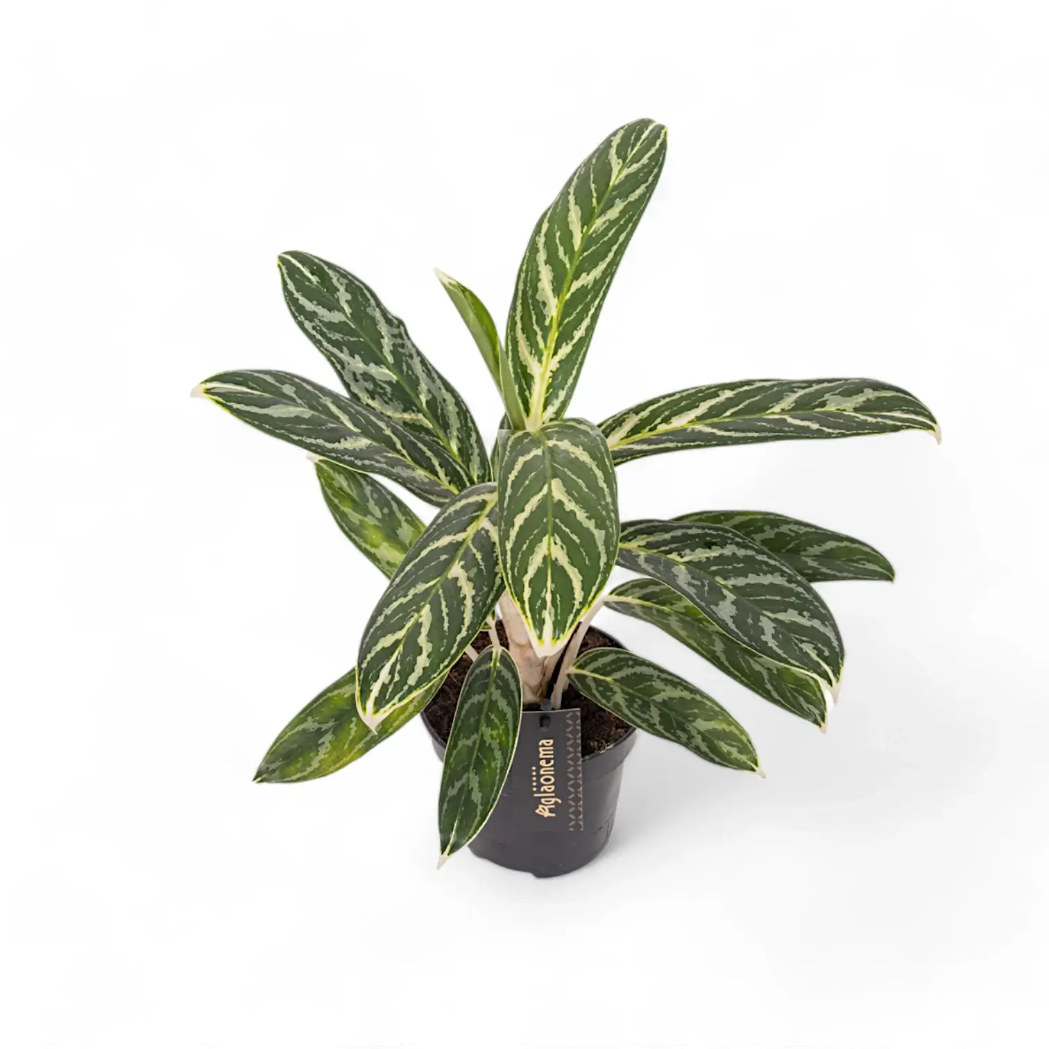 Aglaonema 'Ivy Green' – Topfpflanze im Kulturtopf vor weißem Hintergrund, Produktfoto 3.