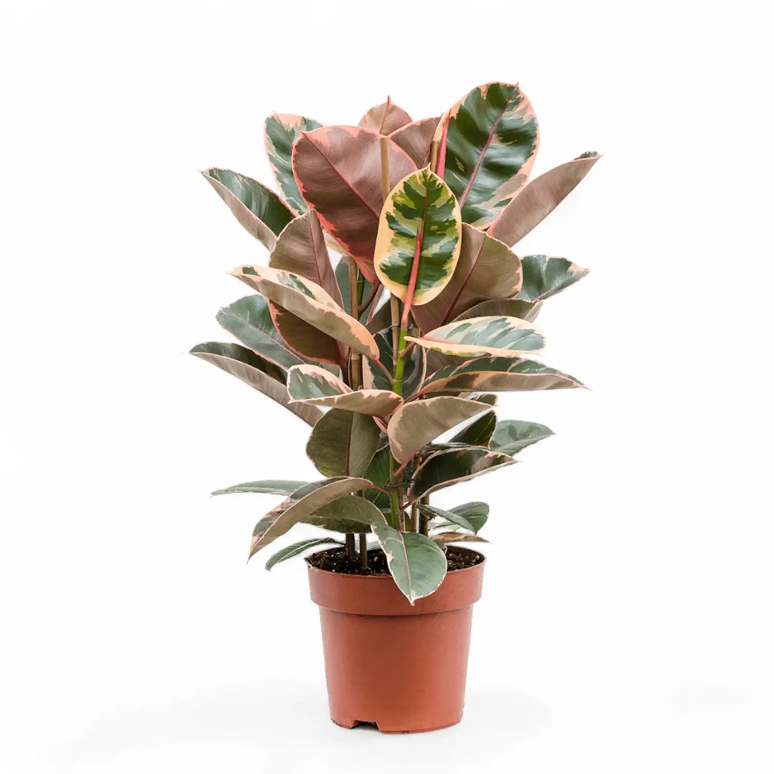 Ficus elastica âBelizeâ (auch bekannt als âRed Rubyâ) â Topfpflanze im Kulturtopf vor weiĂem Hintergrund, Produktfoto 5.