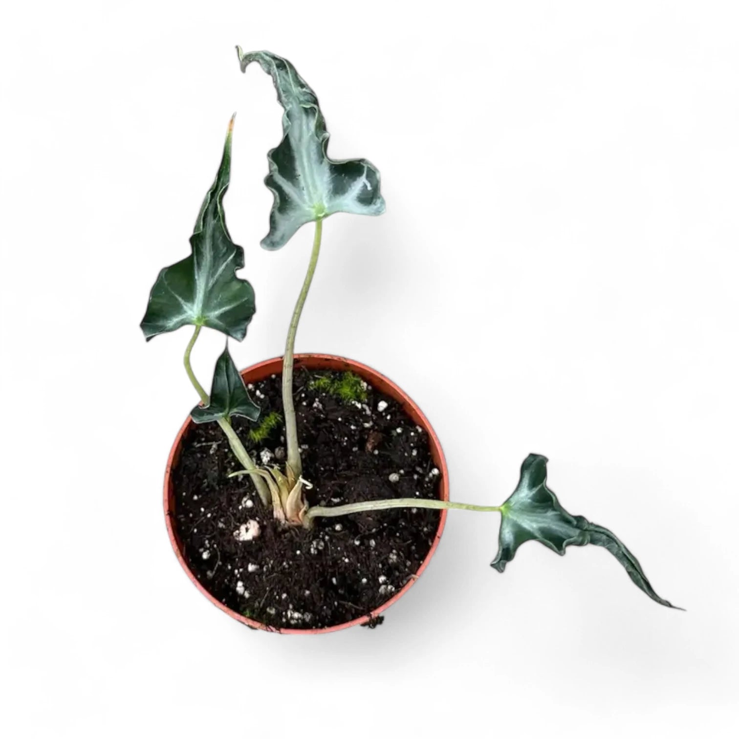 Alocasia 'Loco' – Zimmerpflanze im Kulturtopf auf weißem Hintergrund, Produktfoto 9.