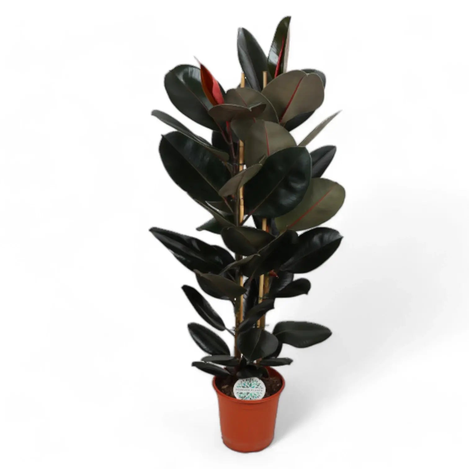 Ficus elastica 'Abidjan' potted houseplant in nursery pot on white background, product photo 11.