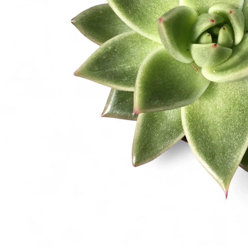 Echeveria agavoides 'Miranda' leaf close-up on white background.