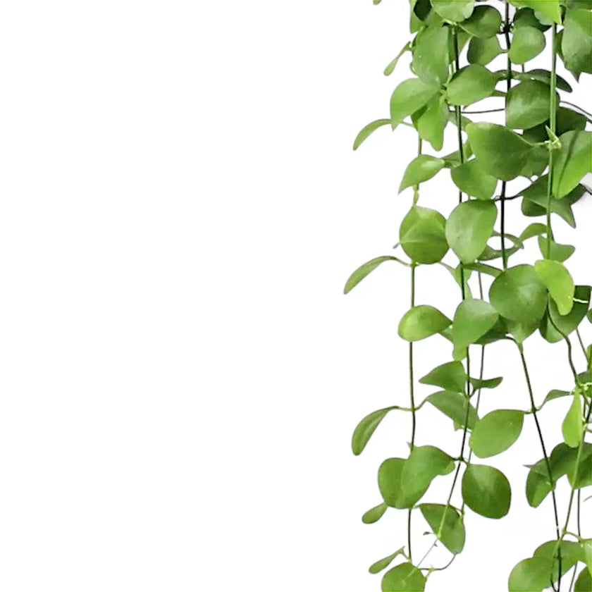 Dischidia imbricata leaf close-up on white background.