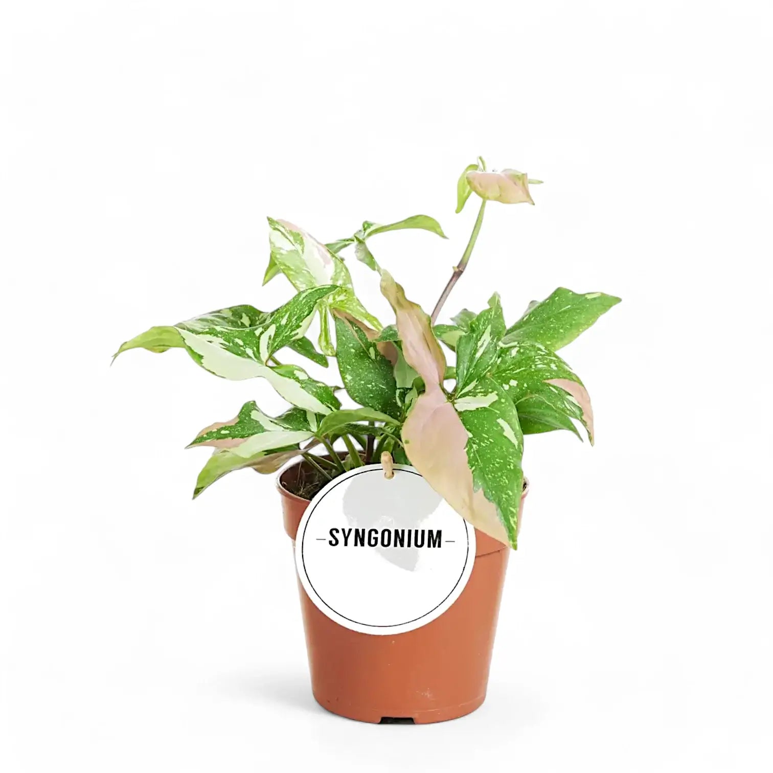 Syngonium podophyllum 'Red spot tricolor' potted houseplant in nursery pot on white background, product photo 3.