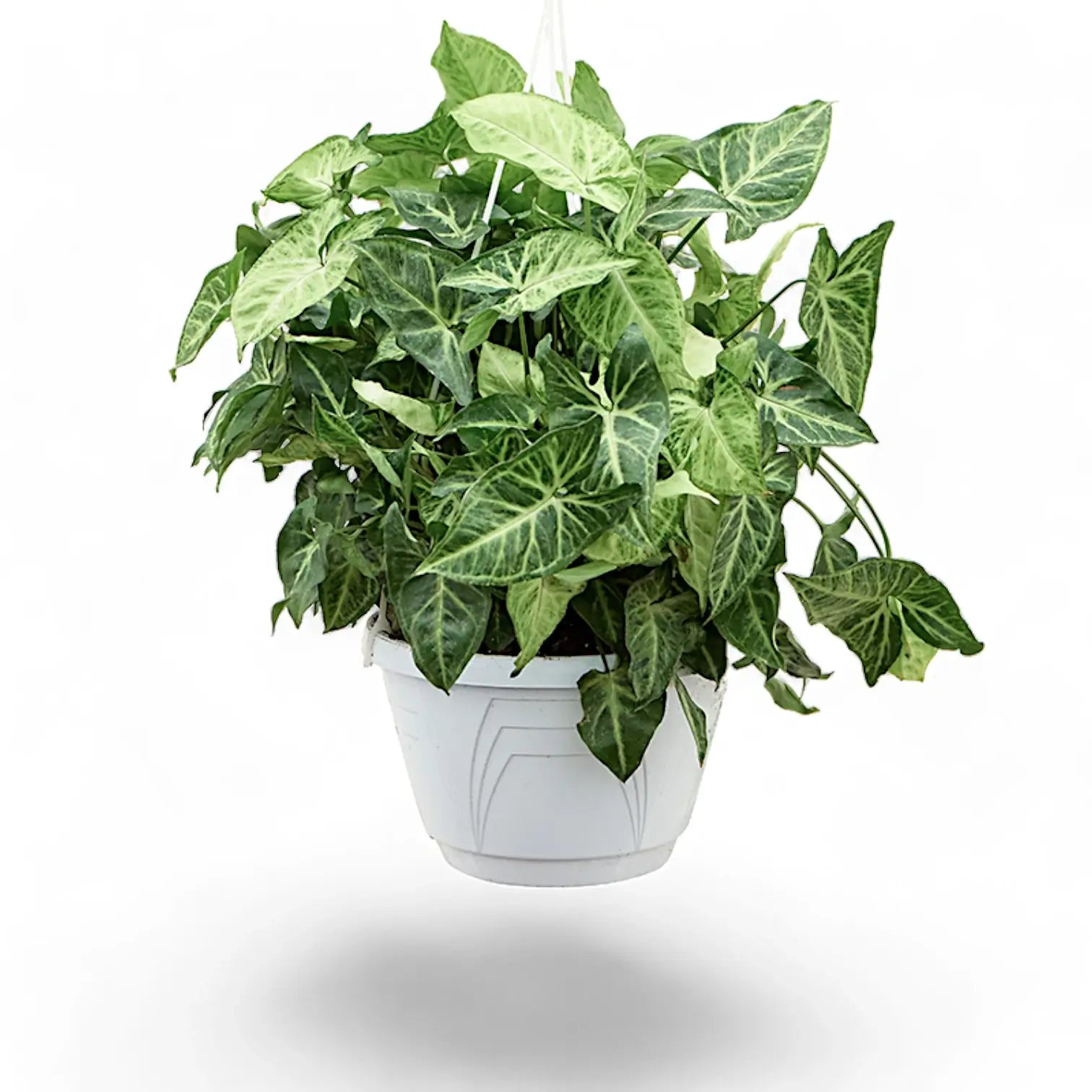 Syngonium podophyllum 'Arrow' – Zimmerpflanze im Kulturtopf auf weißem Hintergrund, Produktfoto 4.