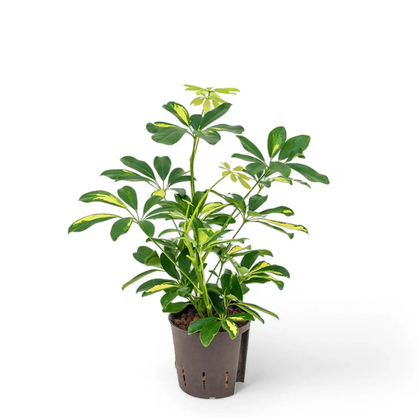 Heptapleurum (Schefflera) arboricola 'Gold Capella' potted houseplant in nursery pot on white background, product photo 2.