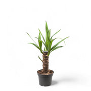 Yucca gigantea potted houseplant in nursery pot on white background, product photo 4.