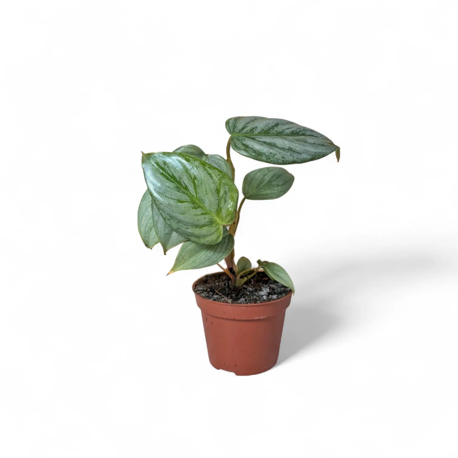 Philodendron sodiroi potted houseplant in nursery pot on white background, product photo 3.