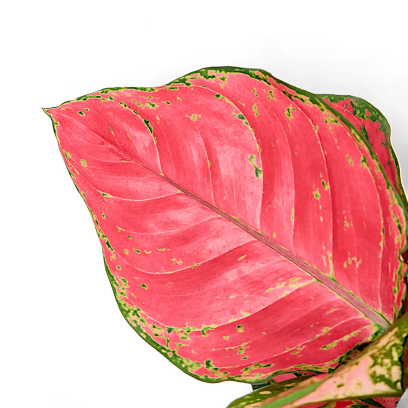 Aglaonema 'Red Joy' leaf close-up on white background.