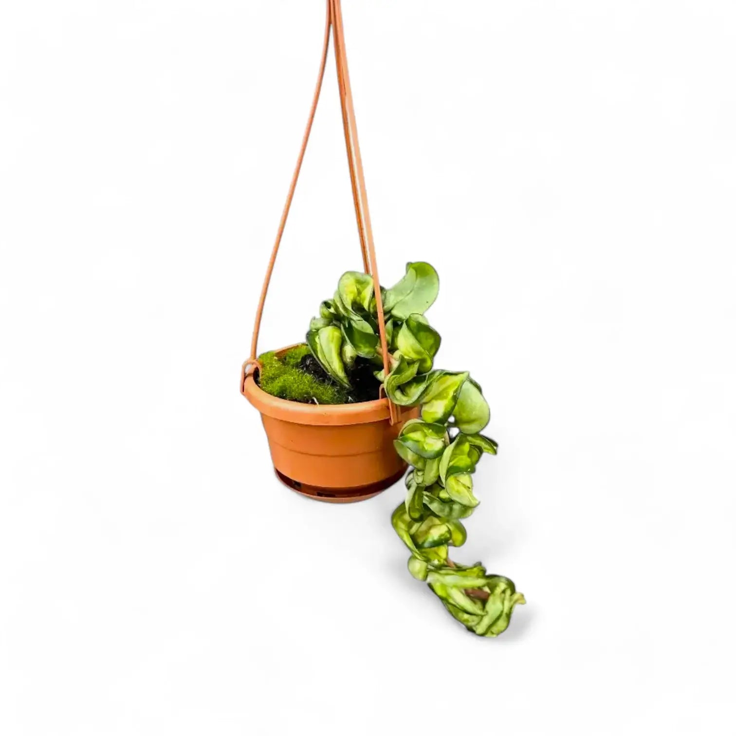 Hoya carnosa âMauna Loaâ ('Lura Lei', 'Exotica') potted houseplant in nursery pot on white background, product photo 6.