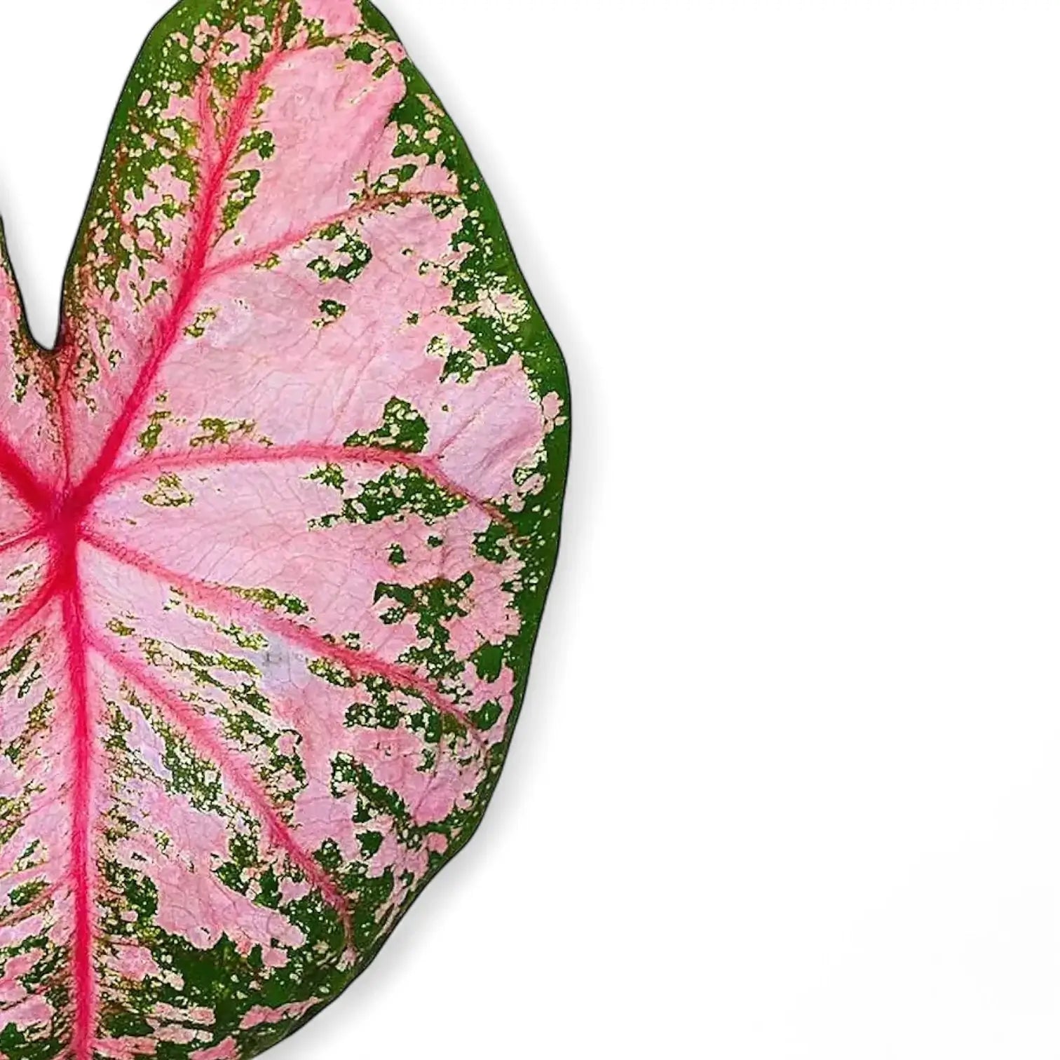 Nahaufnahme eines Blatts von Caladium 'Pink Beauty' vor weiĂźem Hintergrund.