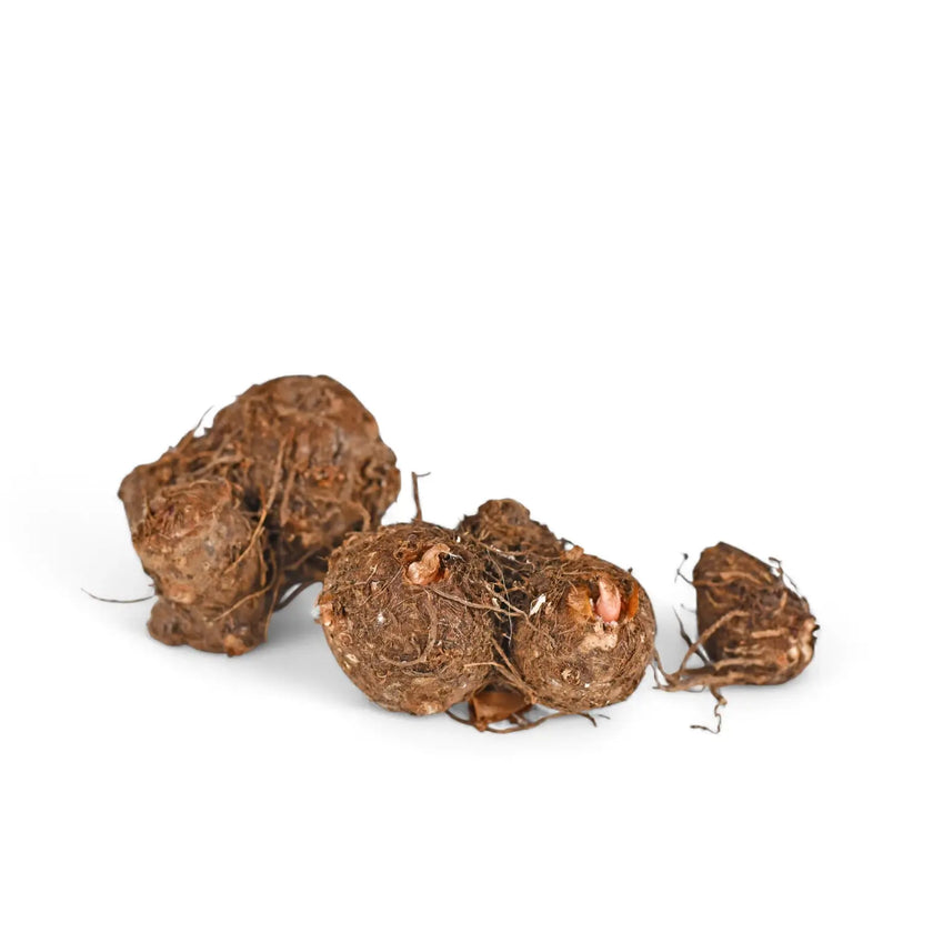 Caladium 'Gingerland'