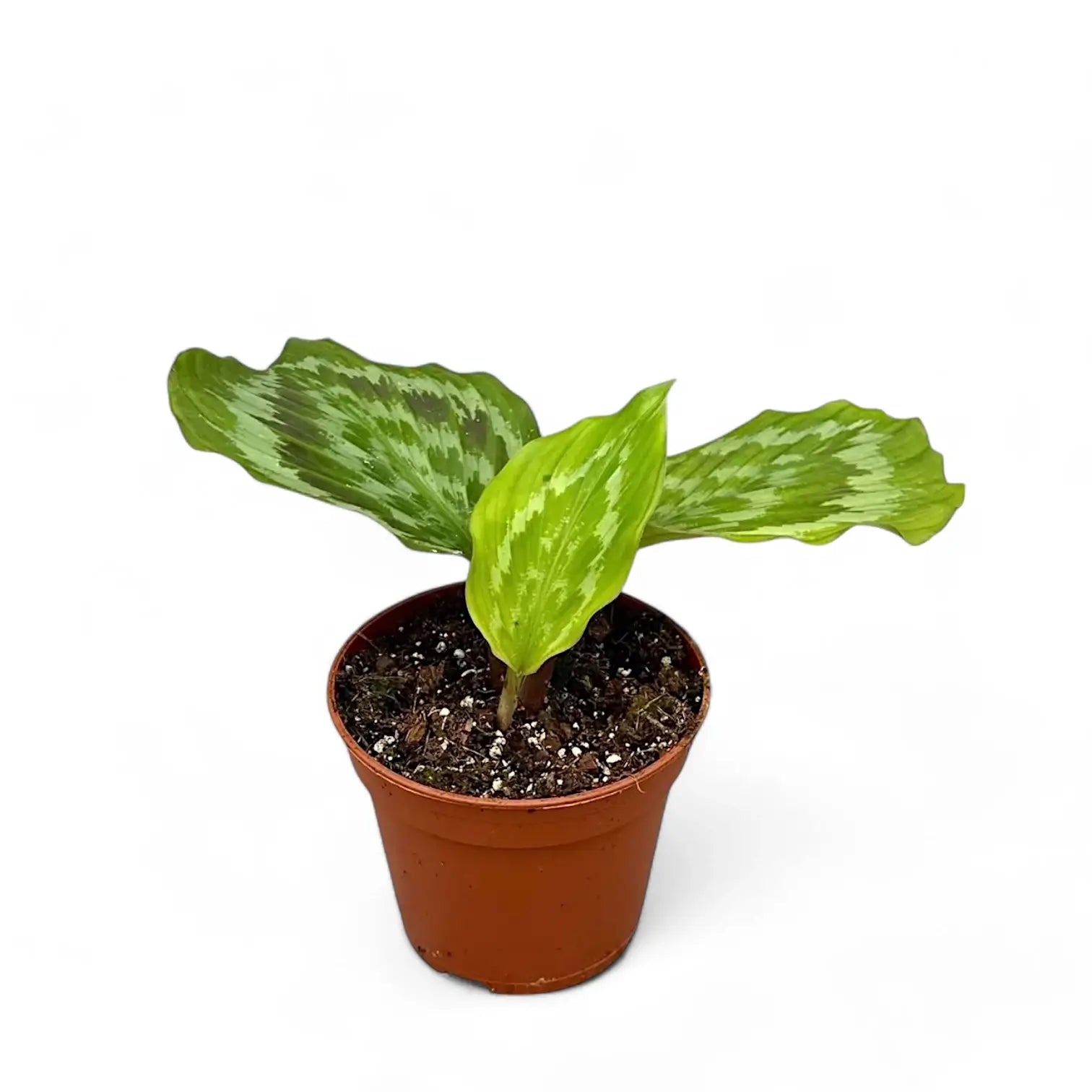 Kaempferia elegans 'Fanciful Peacock Shazam' potted houseplant in nursery pot on white background, product photo 4.