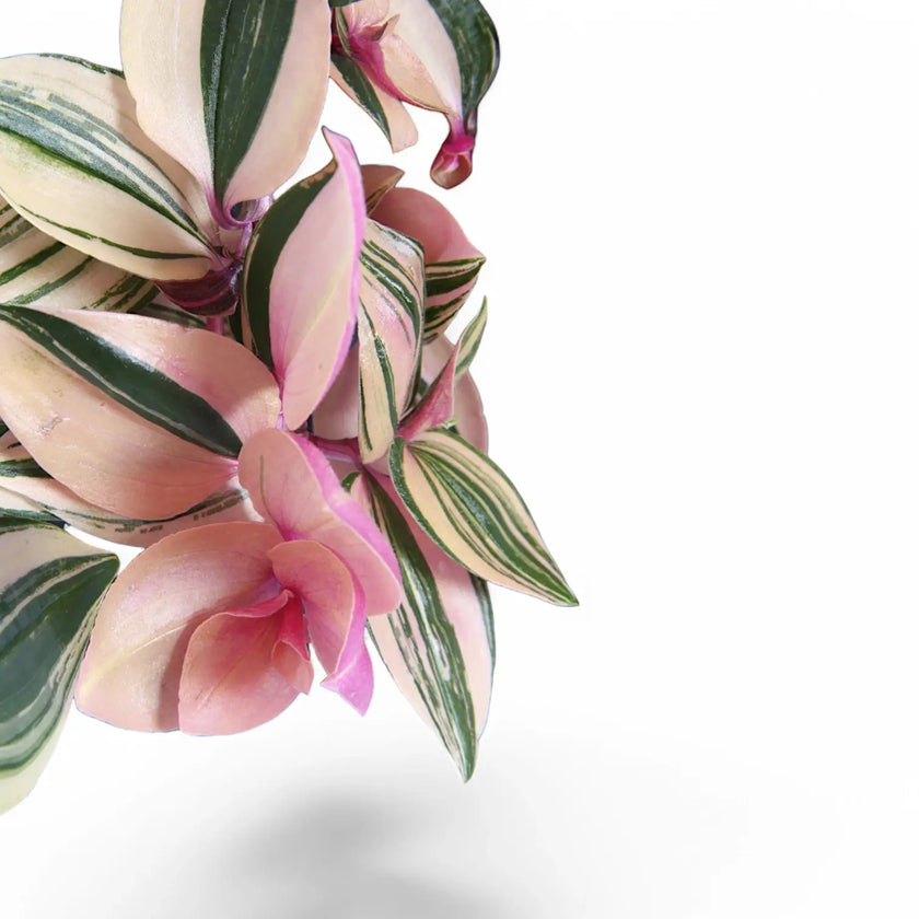 Nahaufnahme eines Blatts von Tradescantia mundula 'Lisa' vor weiĂem Hintergrund.