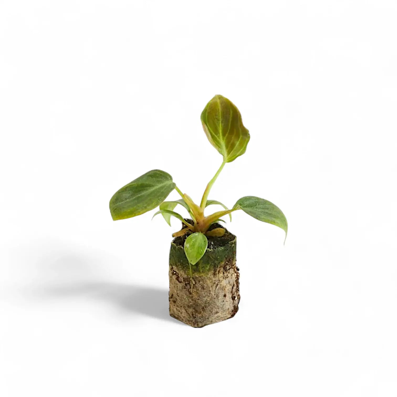 Philodendron 'El Choco red' (Philodendron rubrijuvenile) – Zimmerpflanze im Kulturtopf auf weißem Hintergrund, Produktfoto 4.