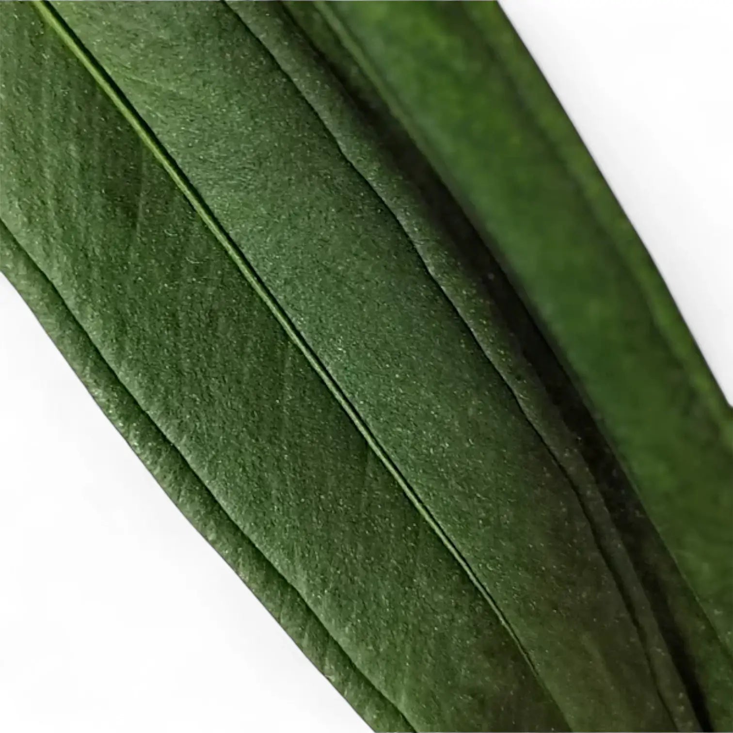 Nahaufnahme eines Blatts von Anthurium bakeri vor weiĂźem Hintergrund.