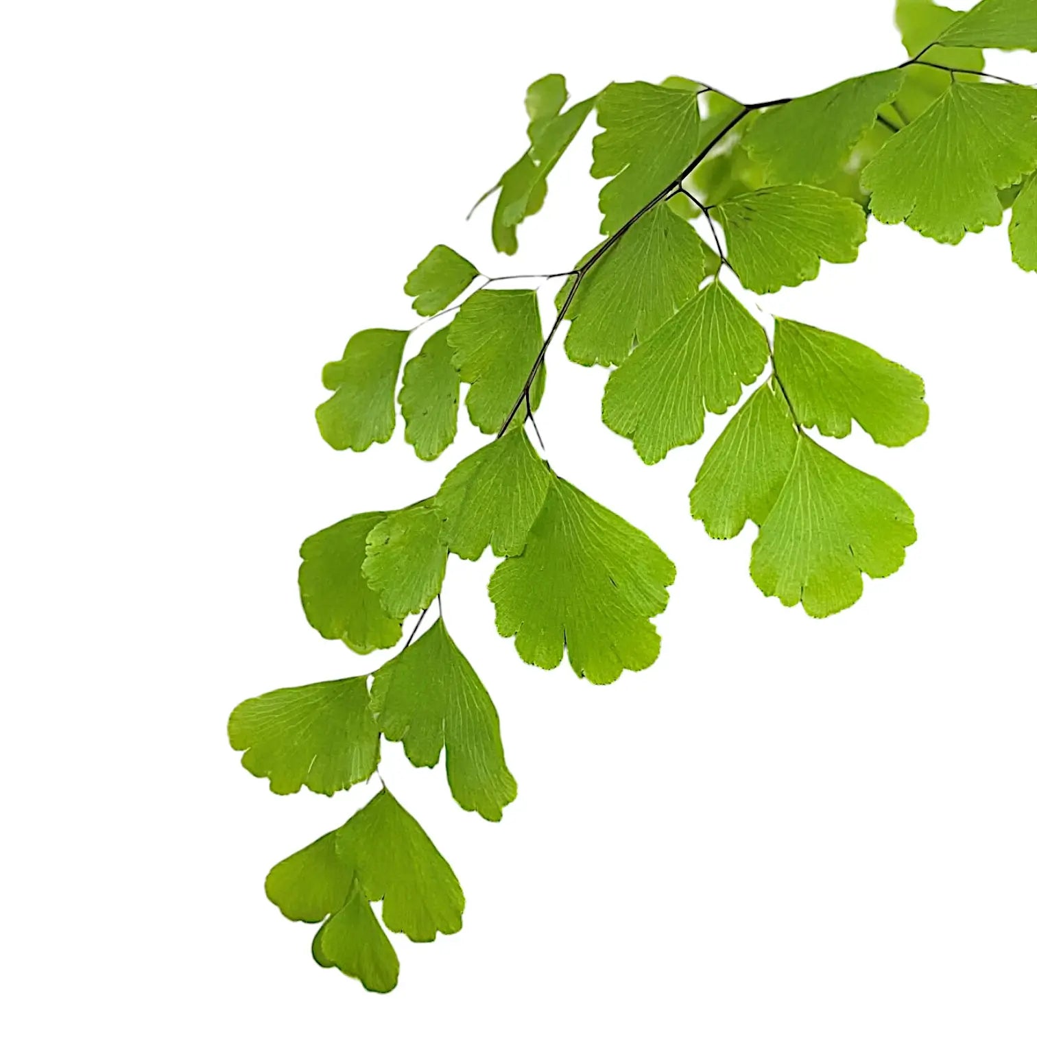 Nahaufnahme eines Blatts von Adiantum raddianum vor weiĂźem Hintergrund.