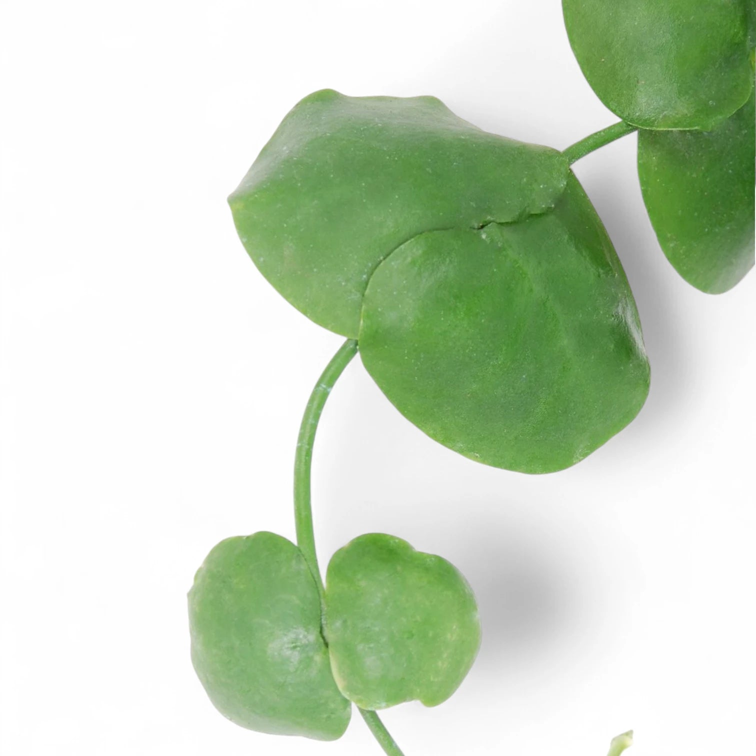 Nahaufnahme eines Blatts von Dischidia platyphylla vor weiĂźem Hintergrund.