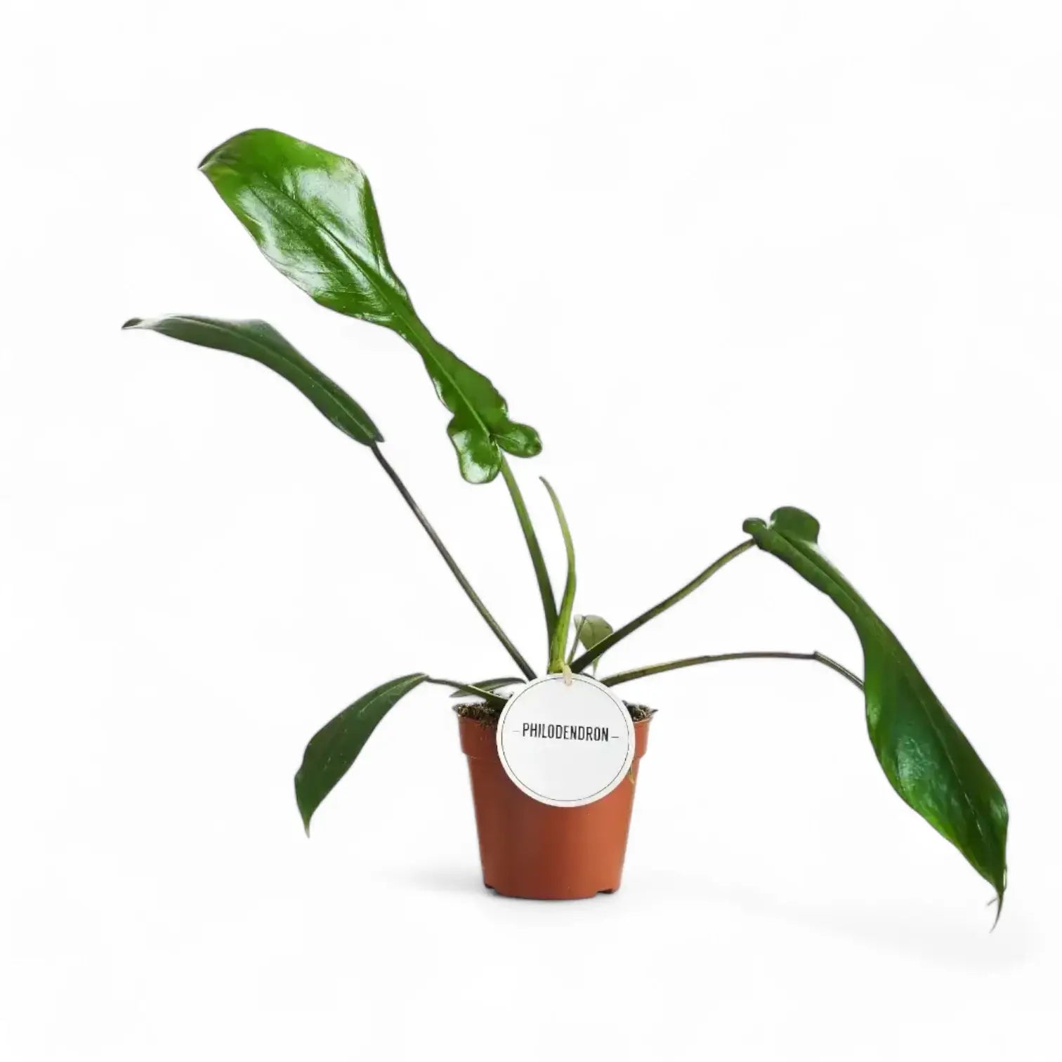 Philodendron x joepii potted houseplant in nursery pot on white background, product photo 9.
