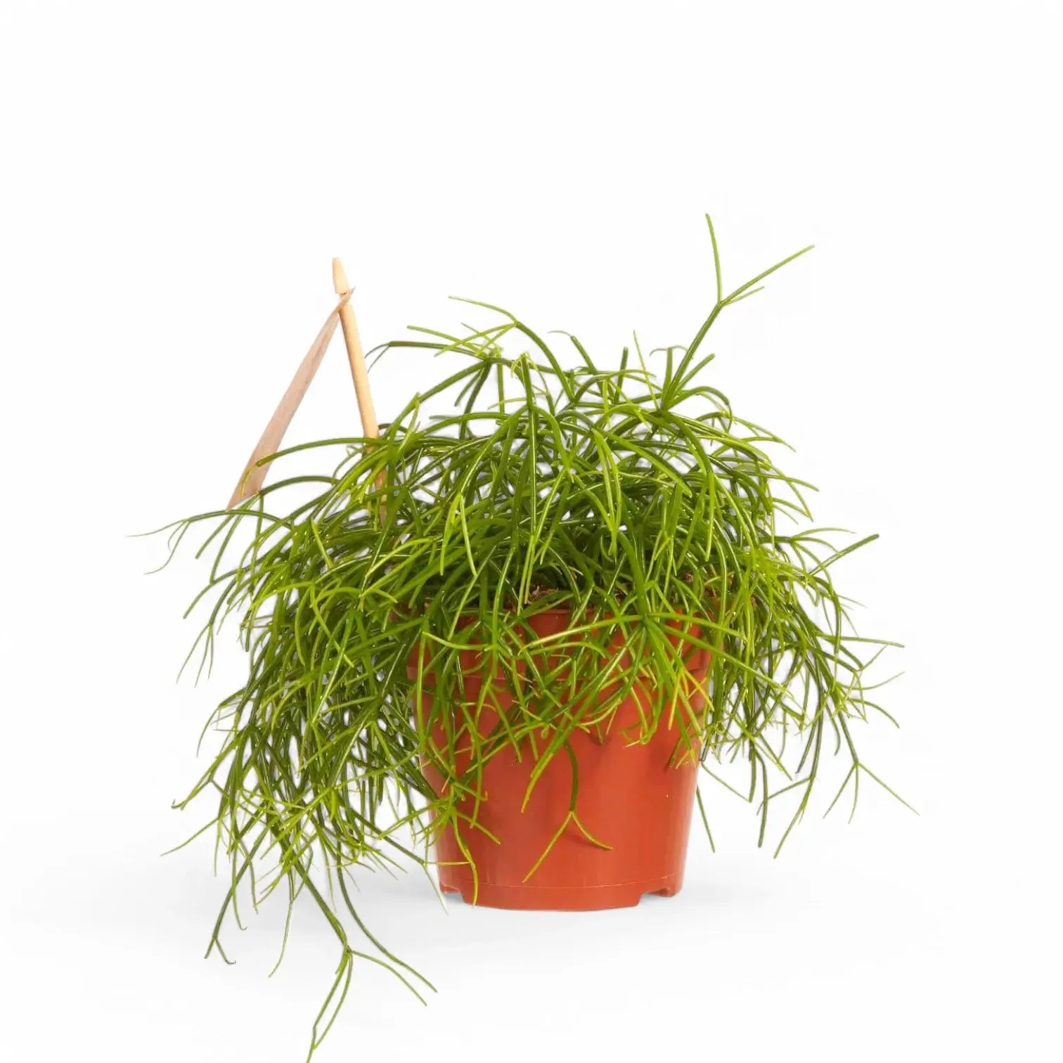 Rhipsalis cereuscula 'Cashero' potted houseplant in nursery pot on white background, product photo 2.